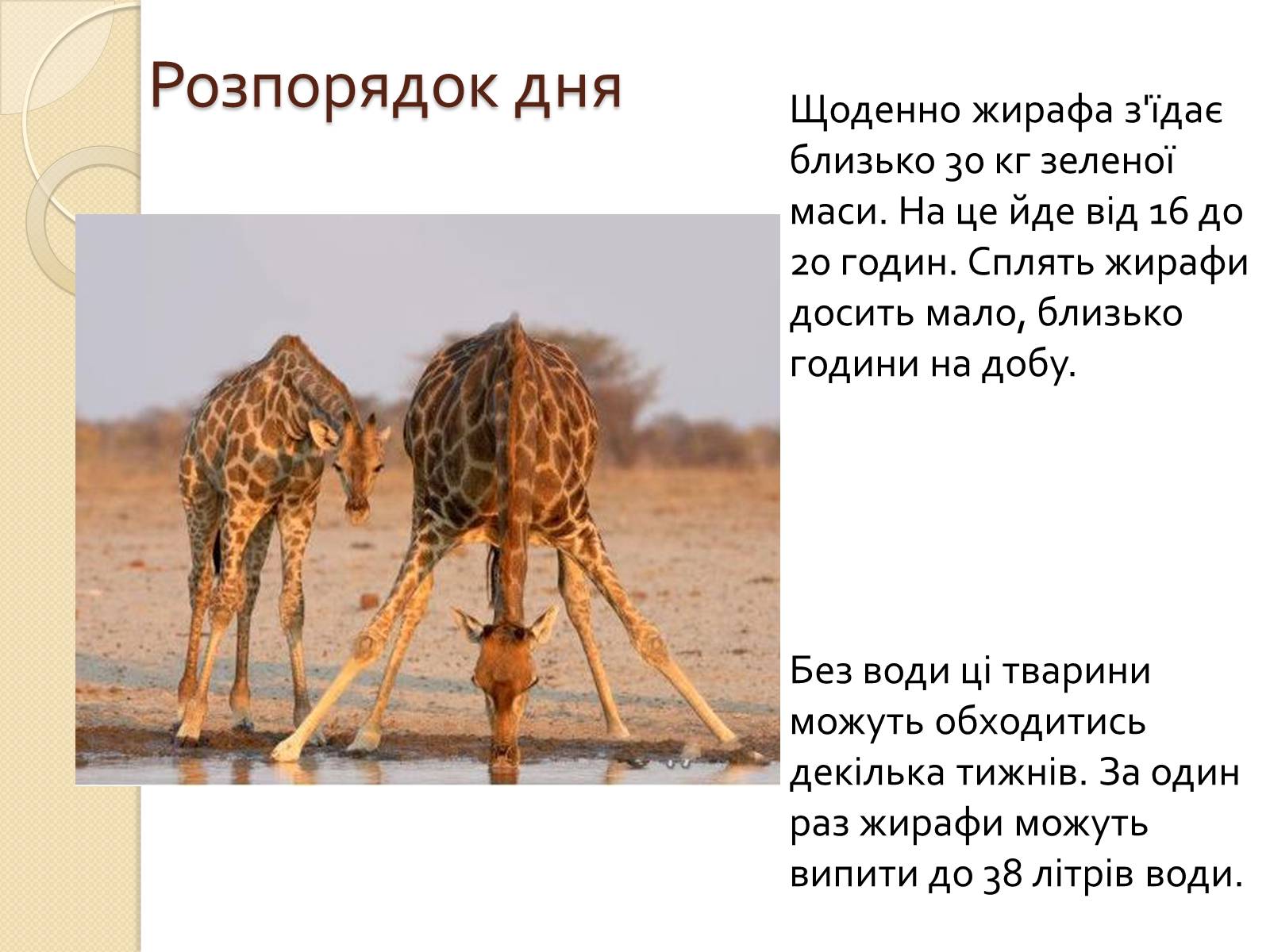 Презентація на тему «Ссавці. Парнокопитні. Жирафові. Жирафа степова» - Слайд #6