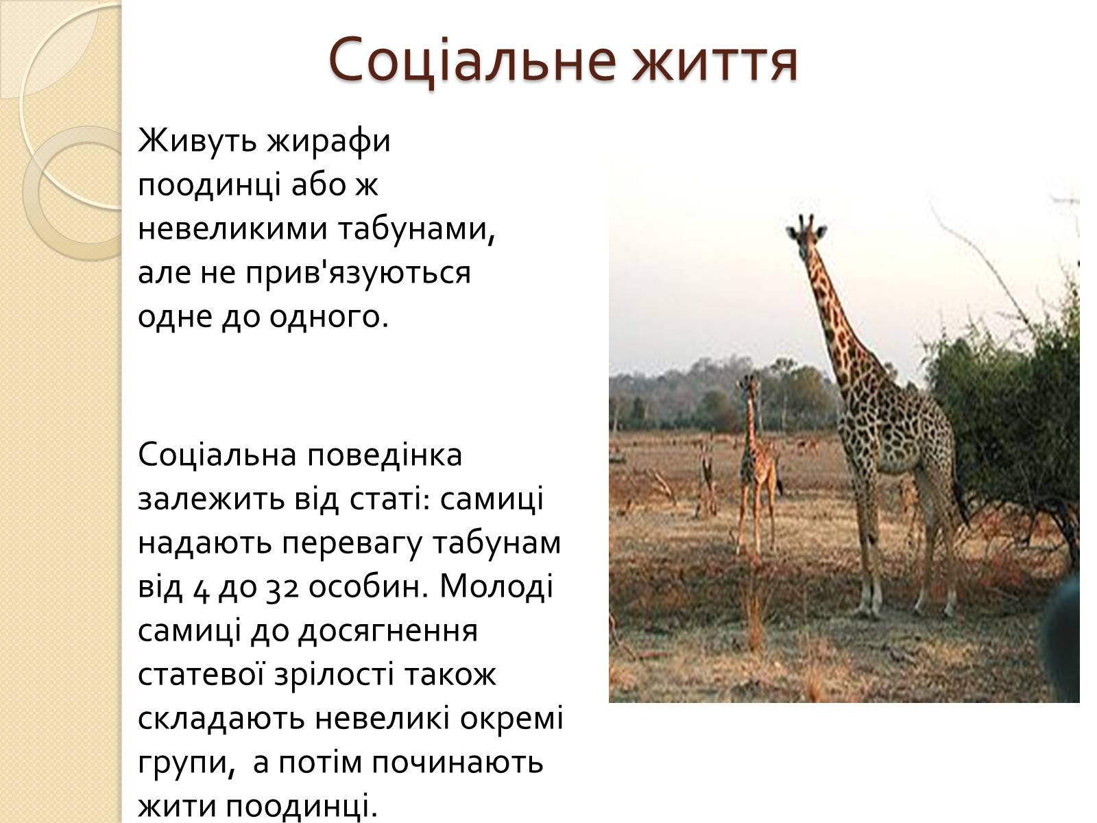 Презентація на тему «Ссавці. Парнокопитні. Жирафові. Жирафа степова» - Слайд #7