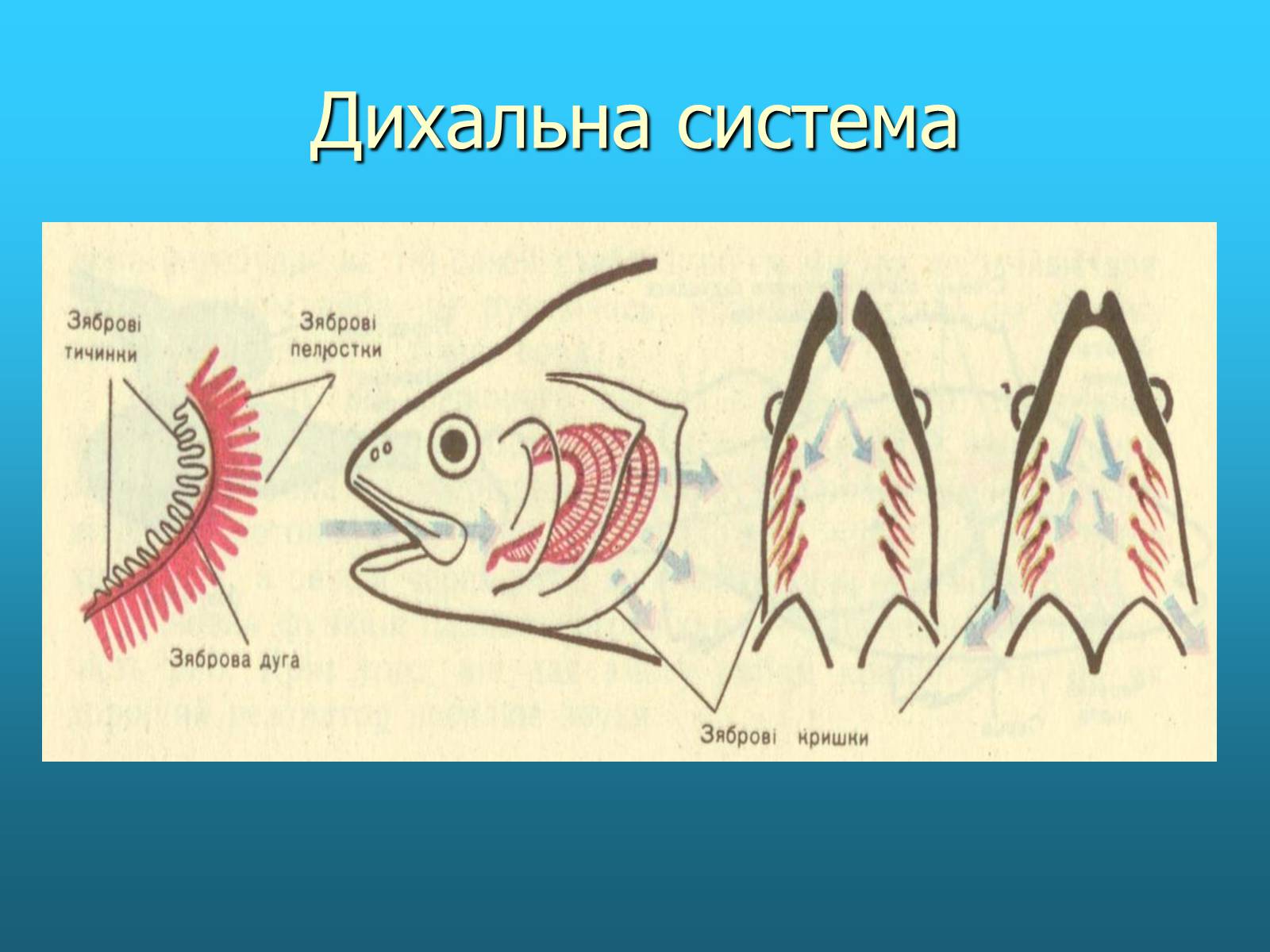 Презентація на тему «Кісткові риби» (варіант 2) - Слайд #7