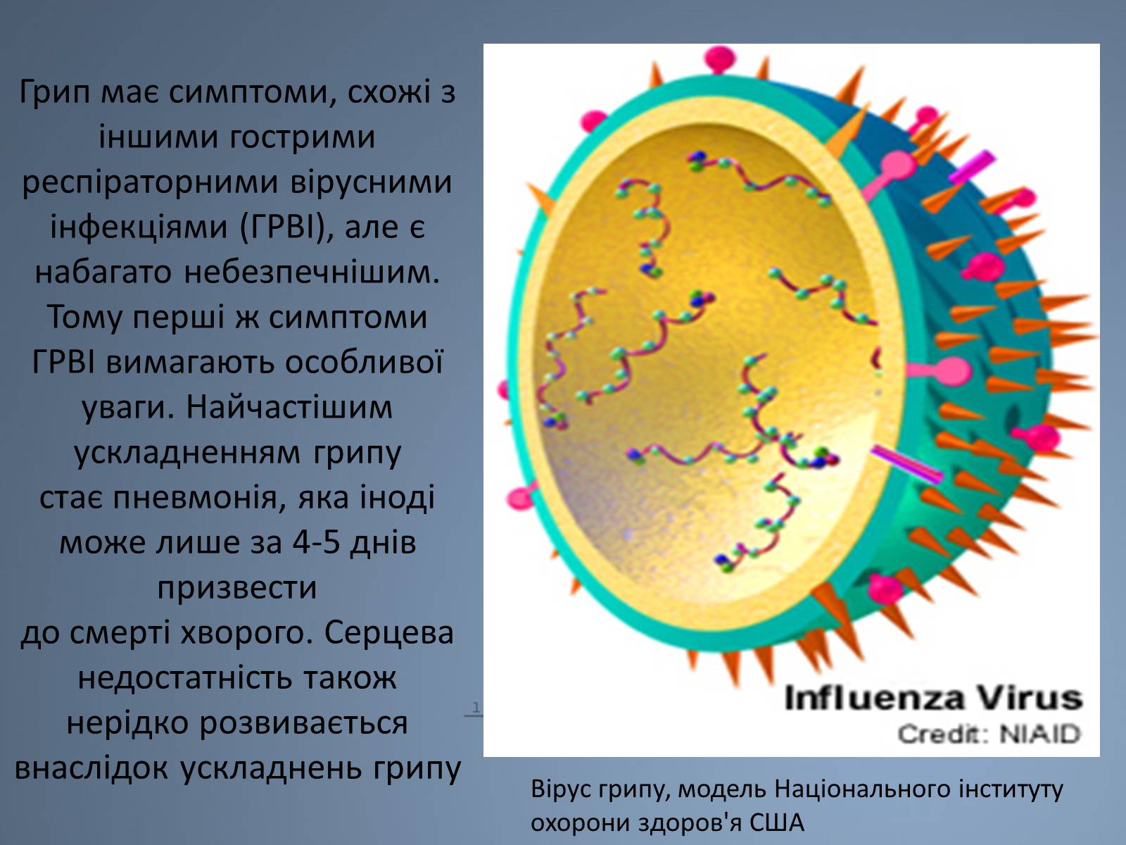 Презентація на тему «Віруси грипу» - Слайд #3