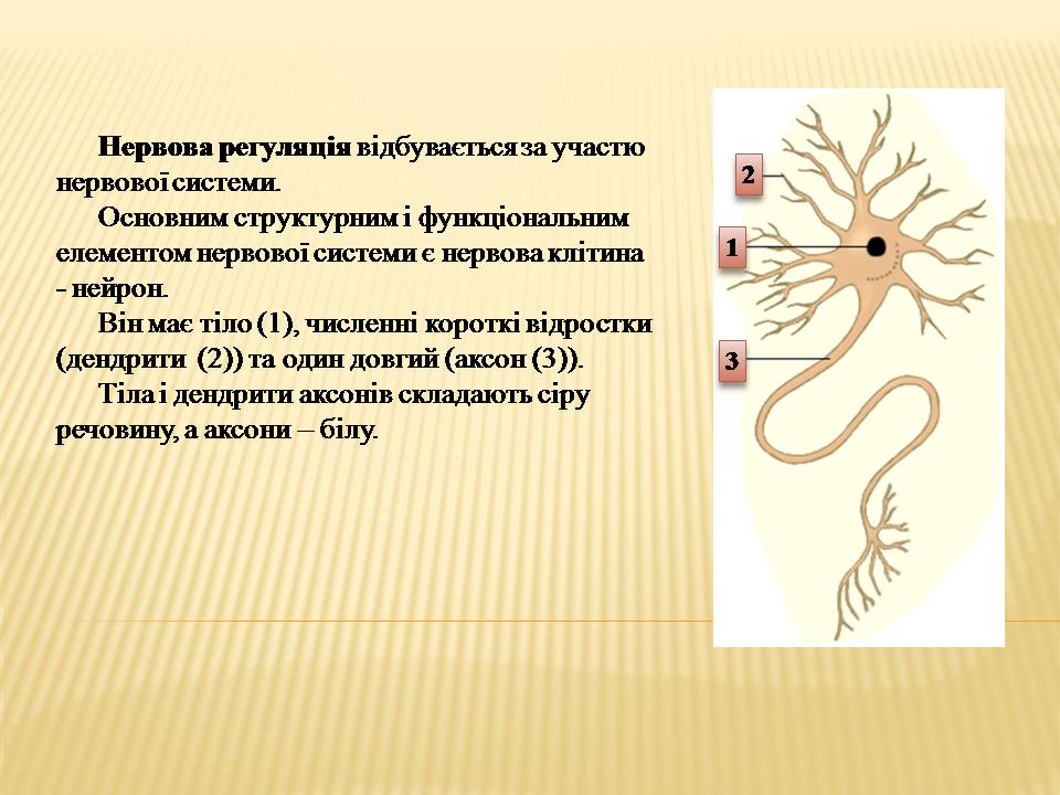 Презентація на тему «Нервова регуляція» (варіант 2) - Слайд #2