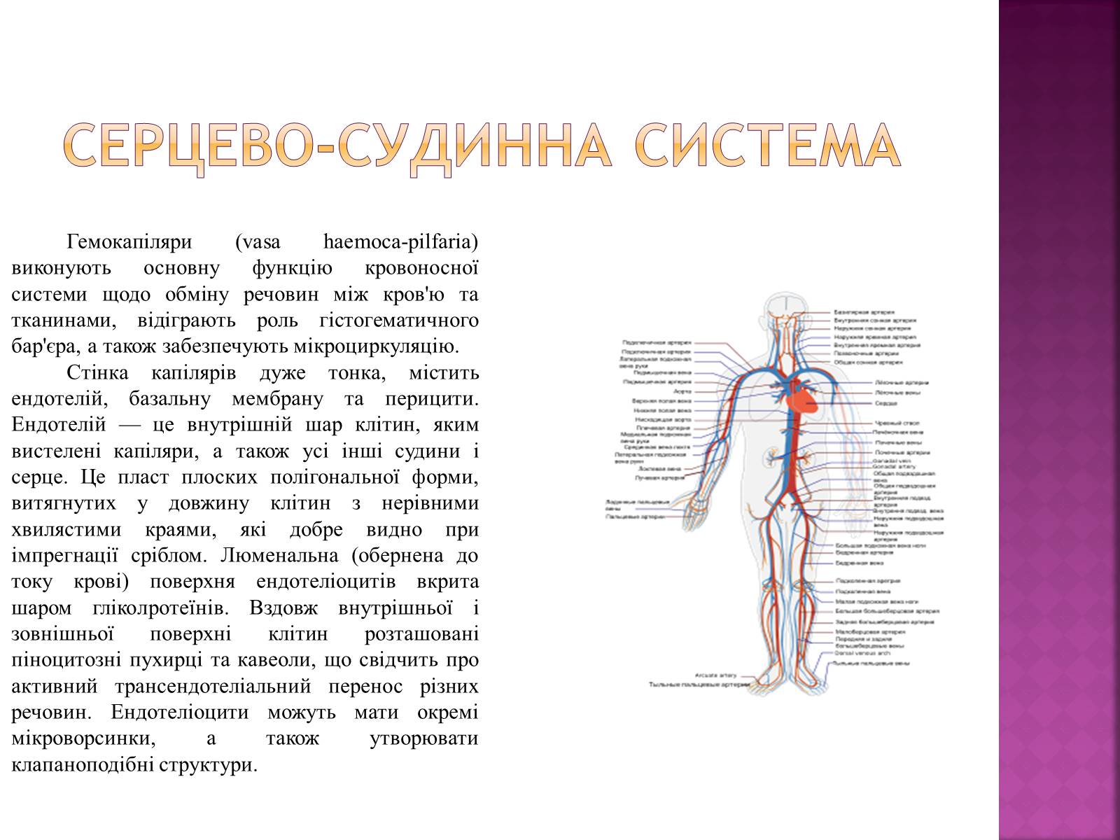 Презентація на тему «Хвороби серцево-судинної системи» (варіант 2) - Слайд #3