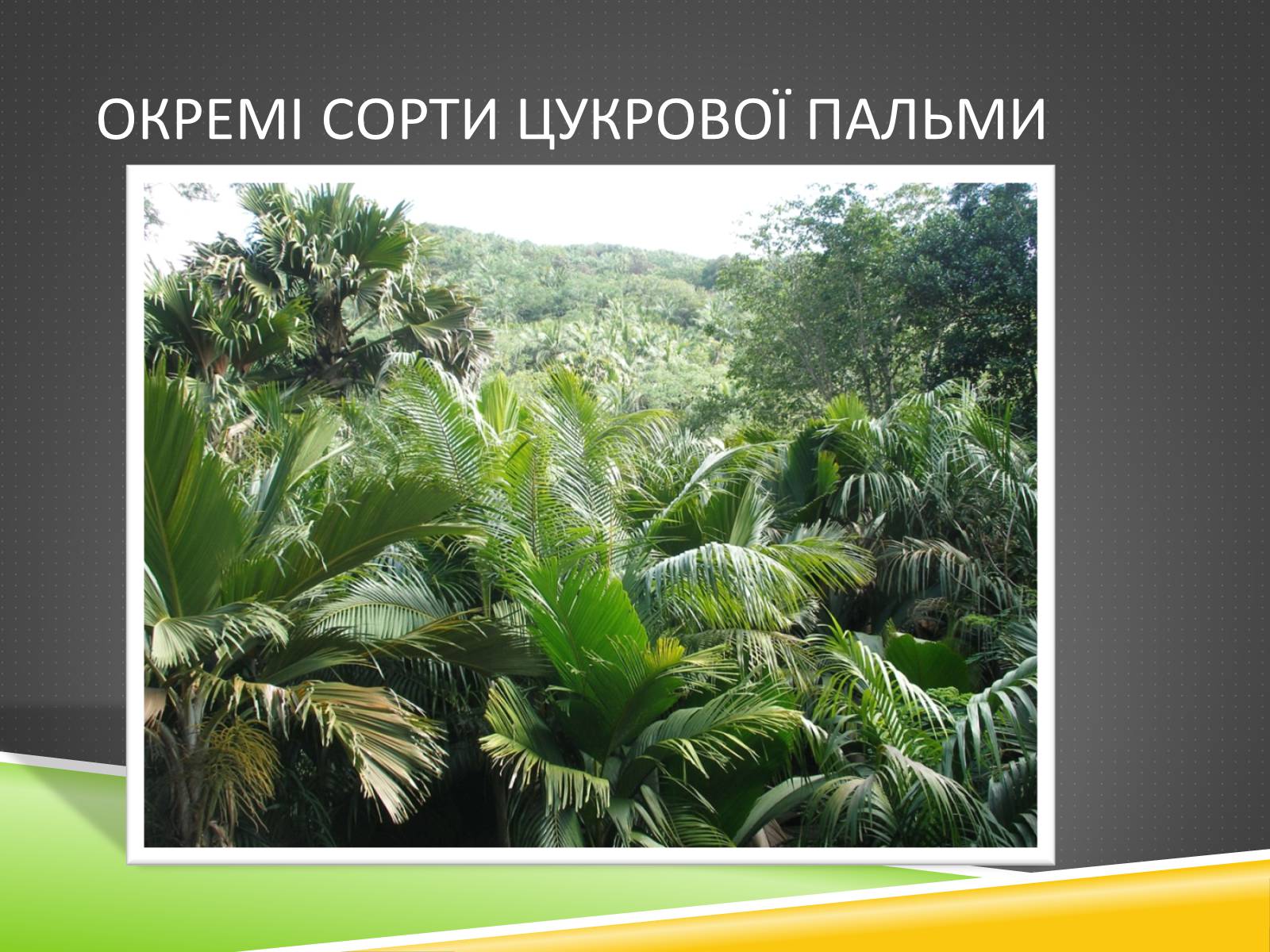 Презентація на тему «Південноазійський тропічний центр різноманітності і походження культурних рослин» - Слайд #16