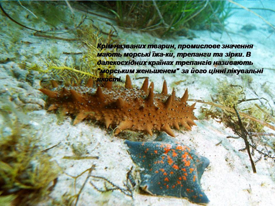 Презентація на тему «Біологічні ресурси світового океану» - Слайд #6