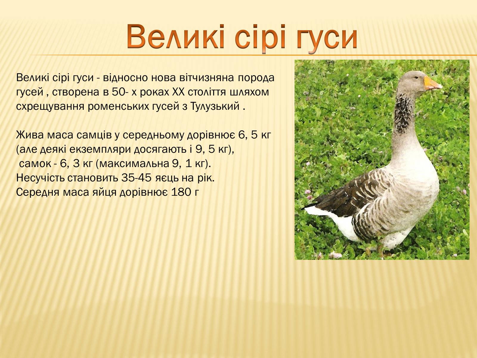 Презентація на тему «Породи гусей на території України» - Слайд #4