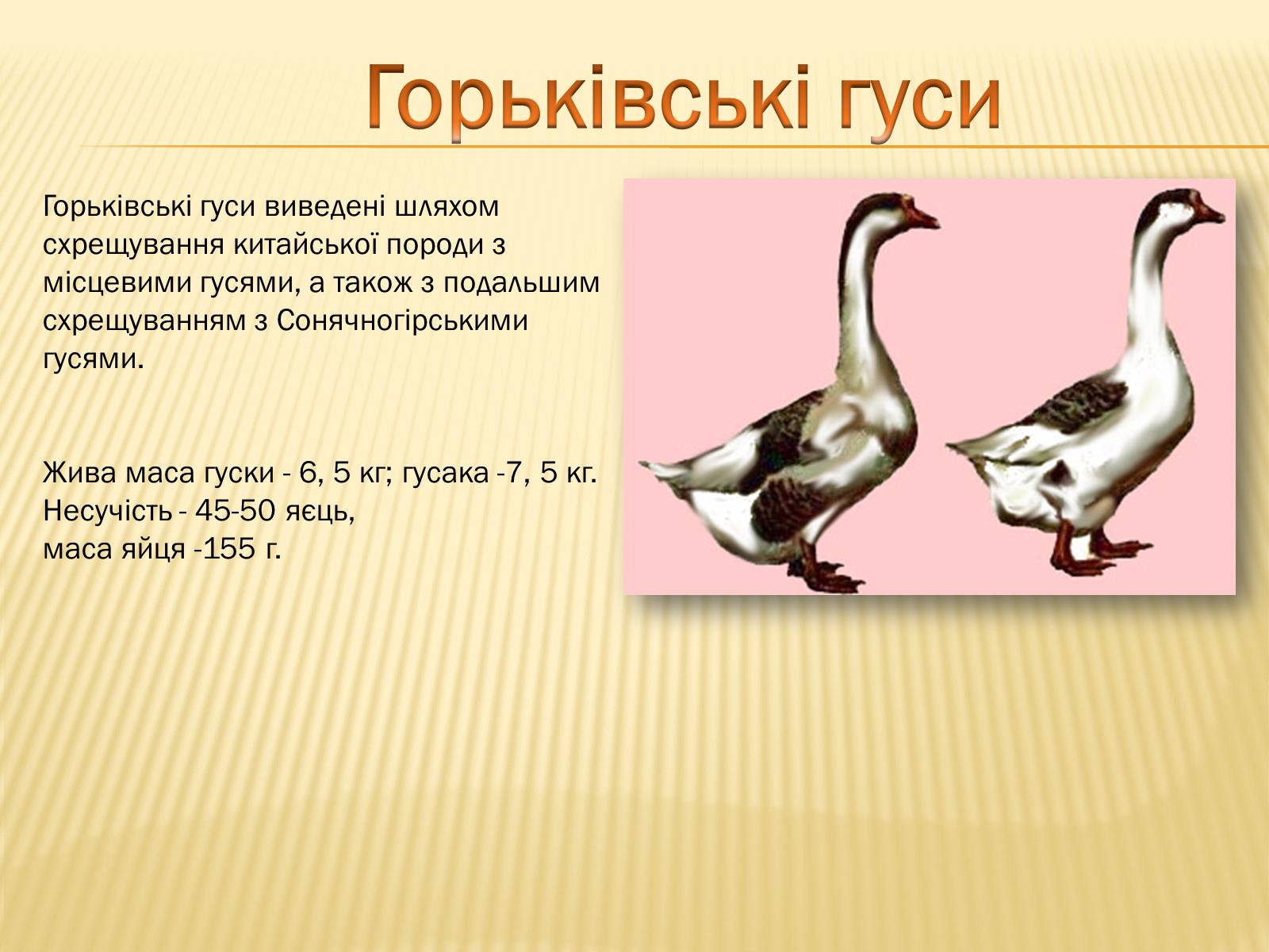 Презентація на тему «Породи гусей на території України» - Слайд #5