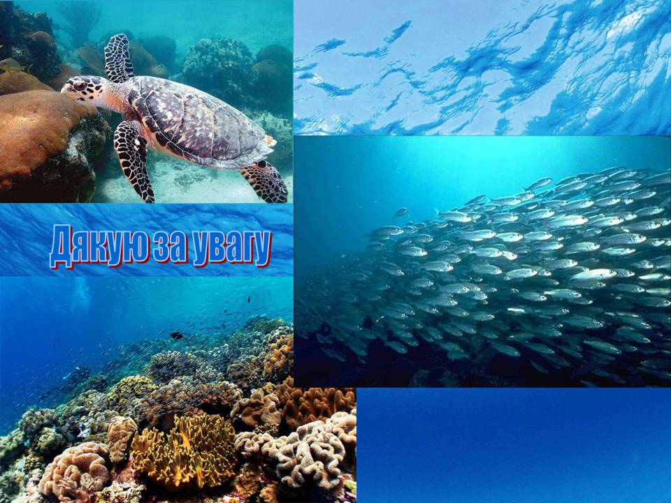 Презентація на тему «Біологічні ресурси світового океану» - Слайд #10