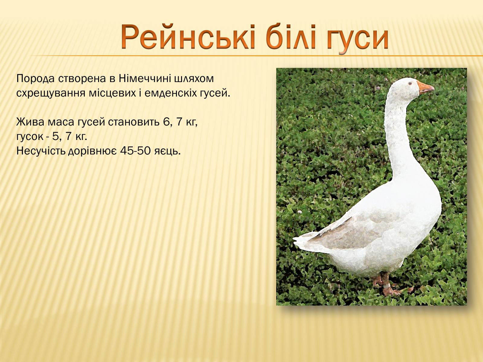 Презентація на тему «Породи гусей на території України» - Слайд #8