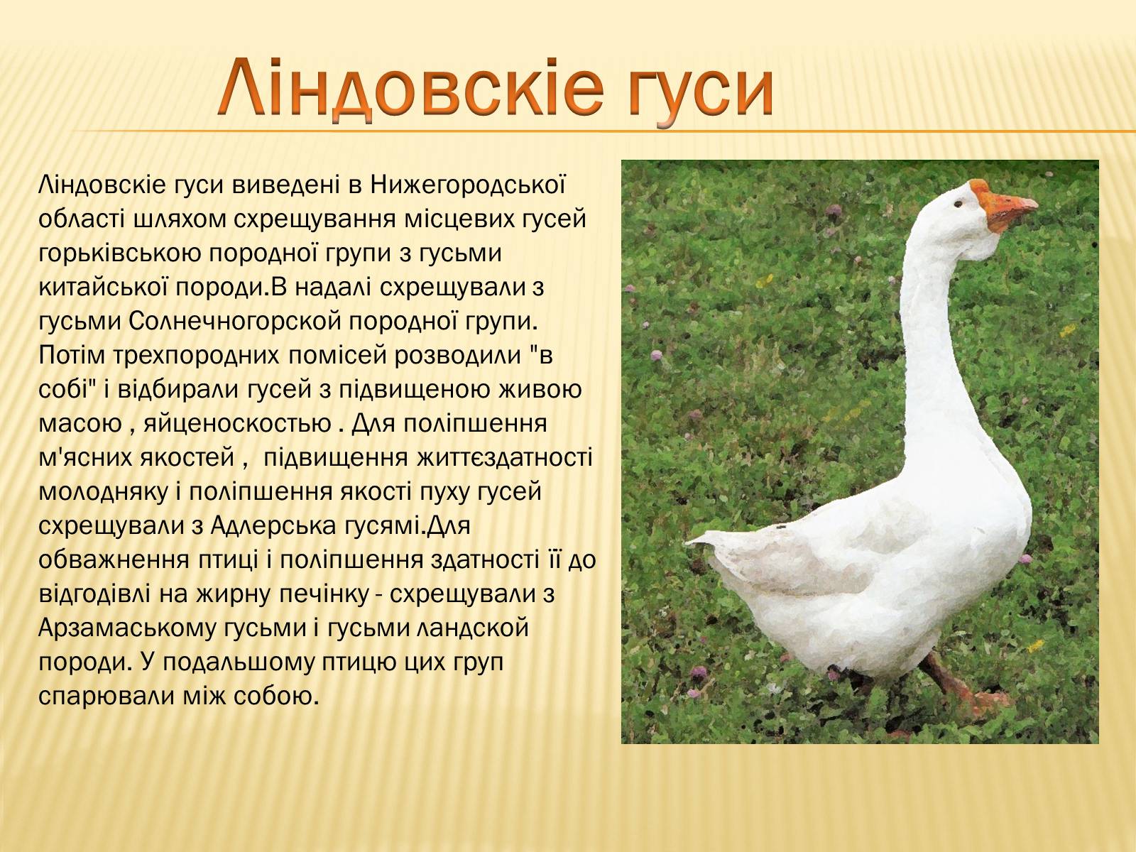 Презентація на тему «Породи гусей на території України» - Слайд #10