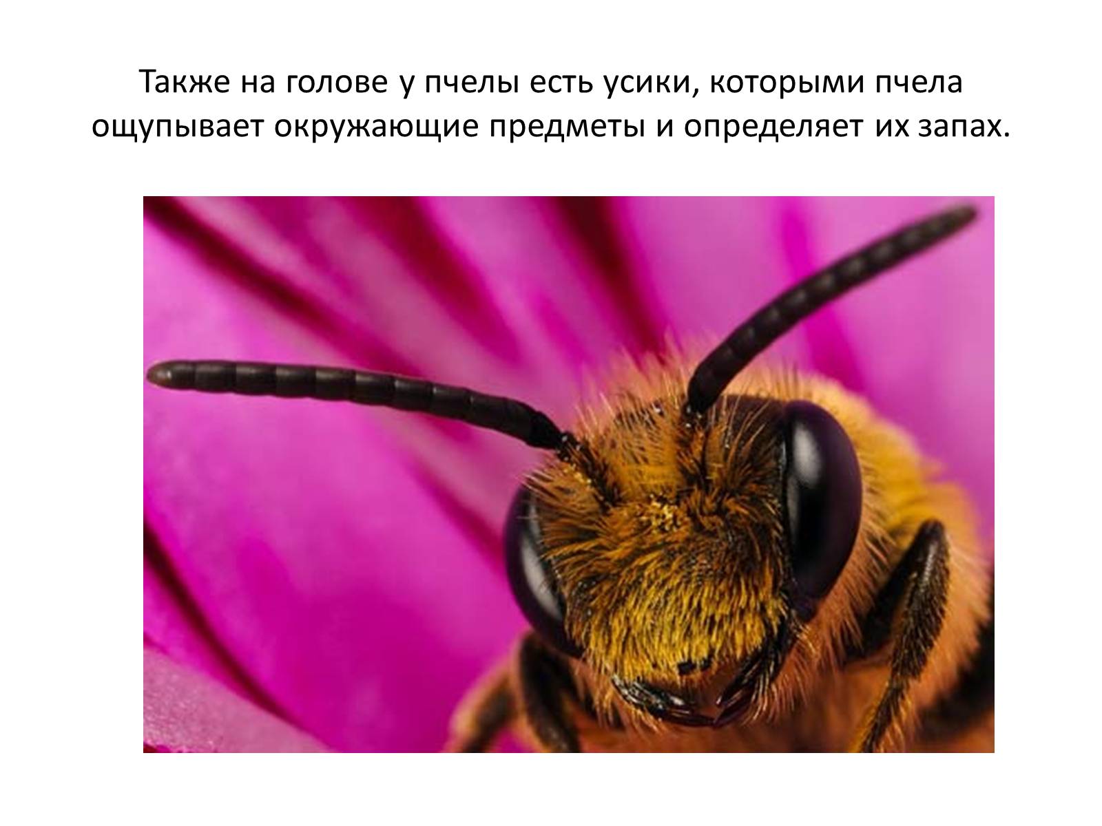 Презентація на тему «Пчела» - Слайд #6