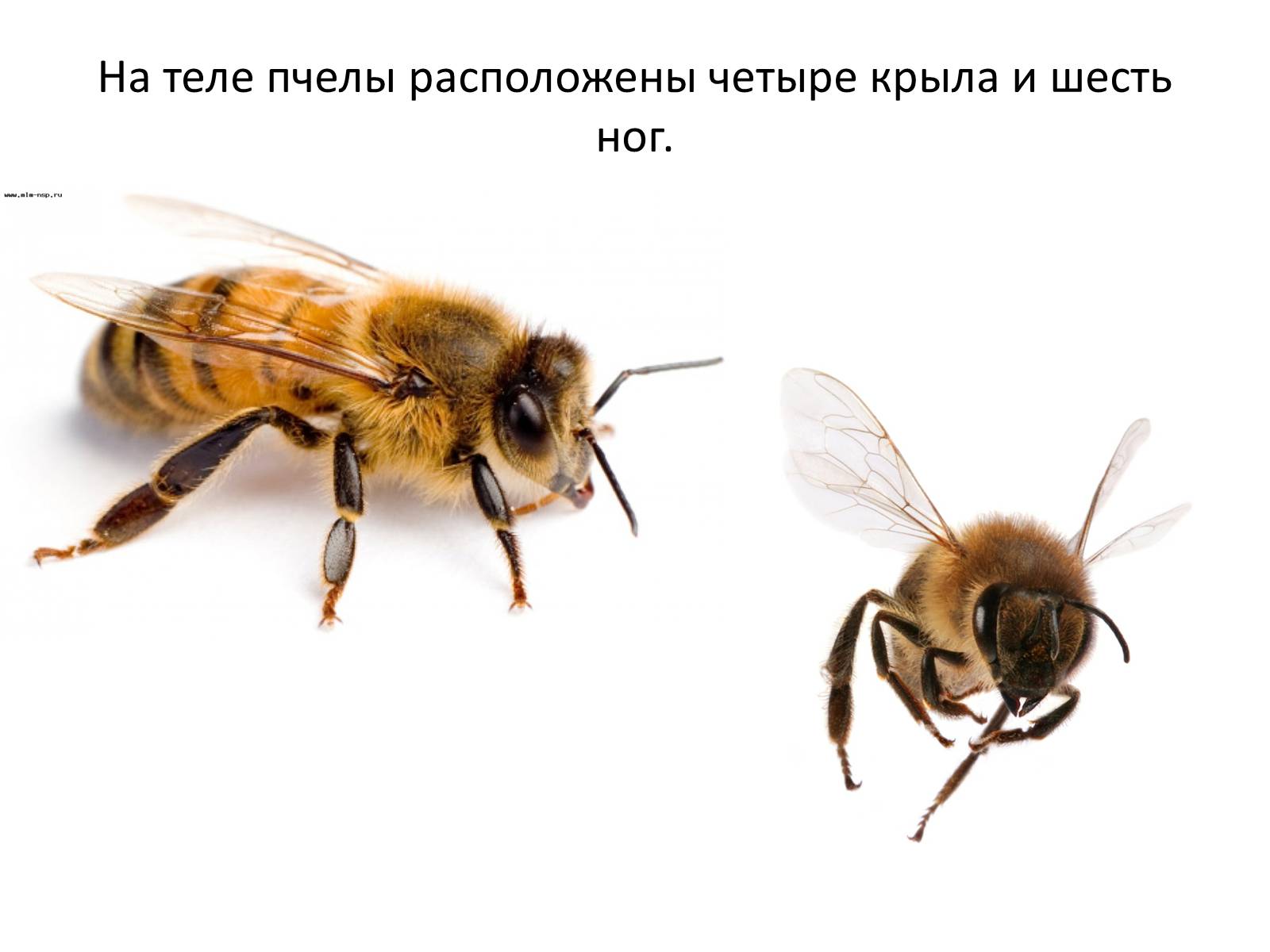 Презентація на тему «Пчела» - Слайд #11