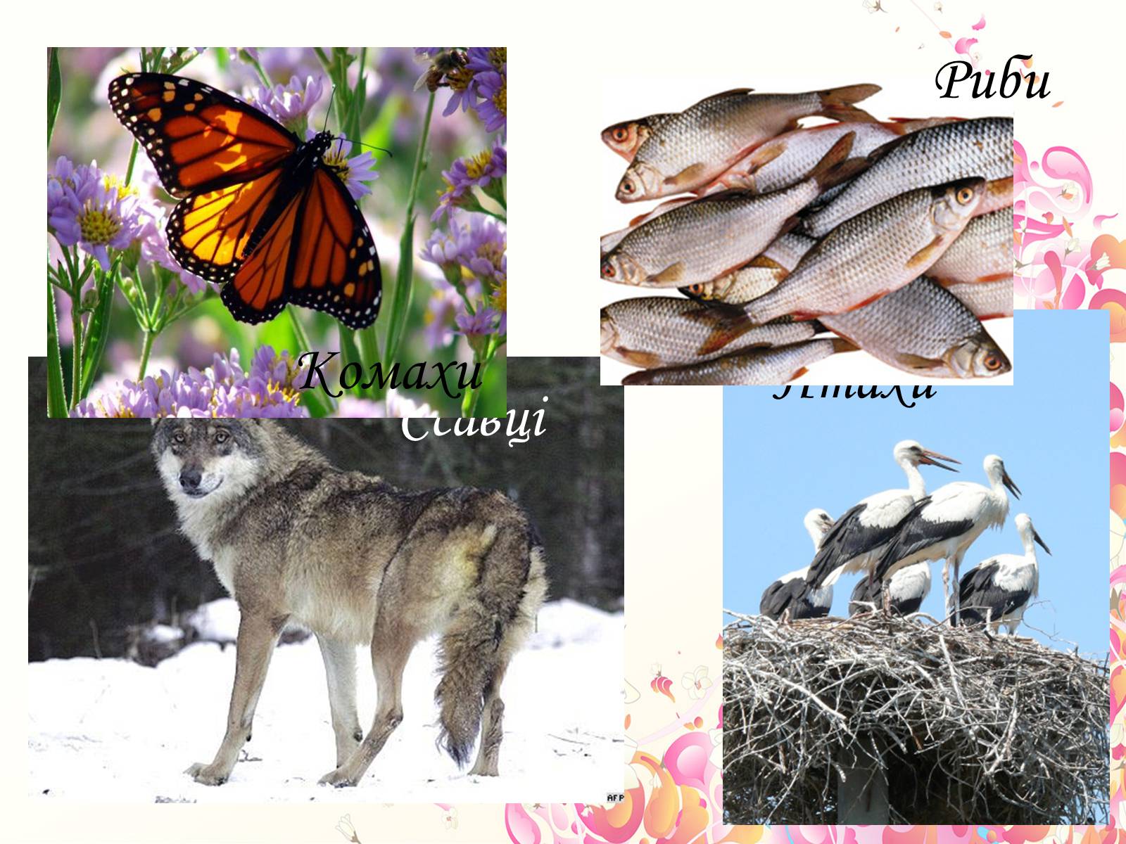 Презентація на тему «Тваринний світ України» - Слайд #4