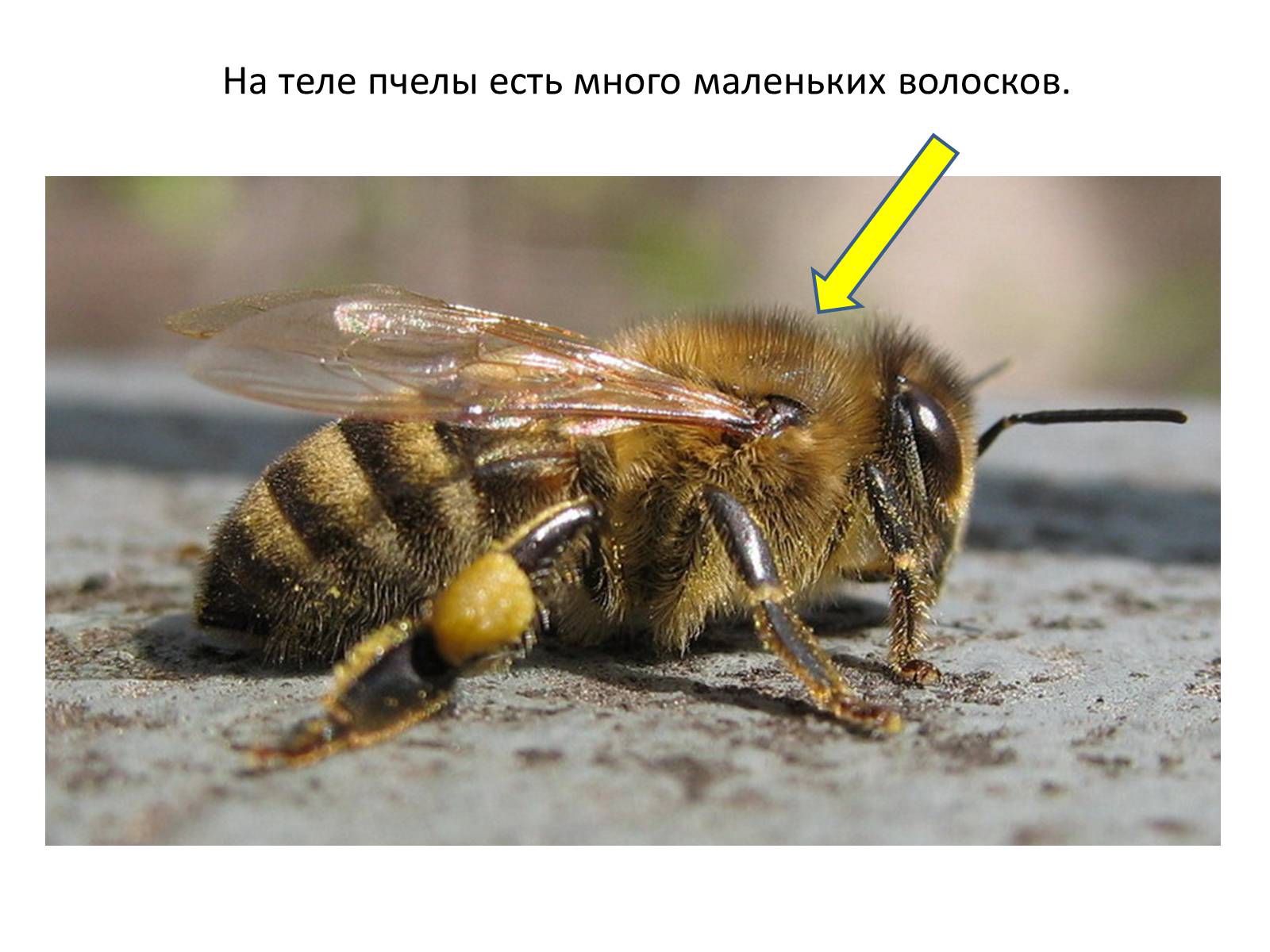 Презентація на тему «Пчела» - Слайд #28