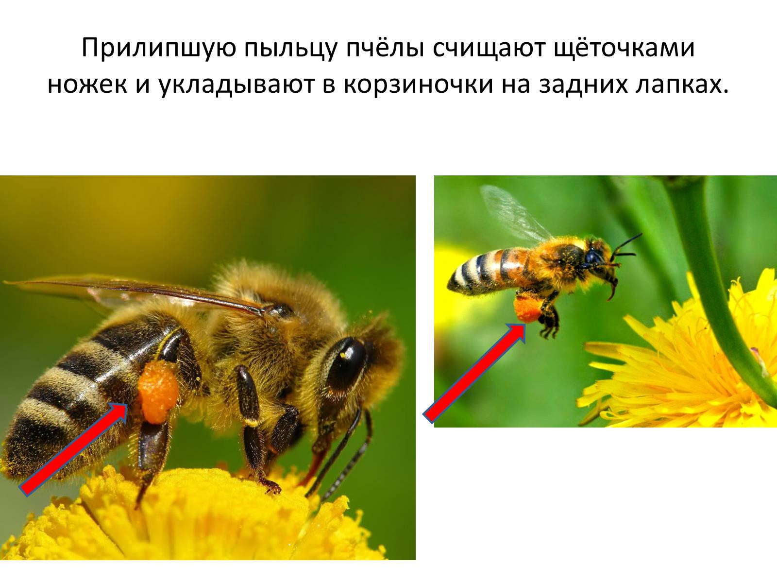 Презентація на тему «Пчела» - Слайд #31