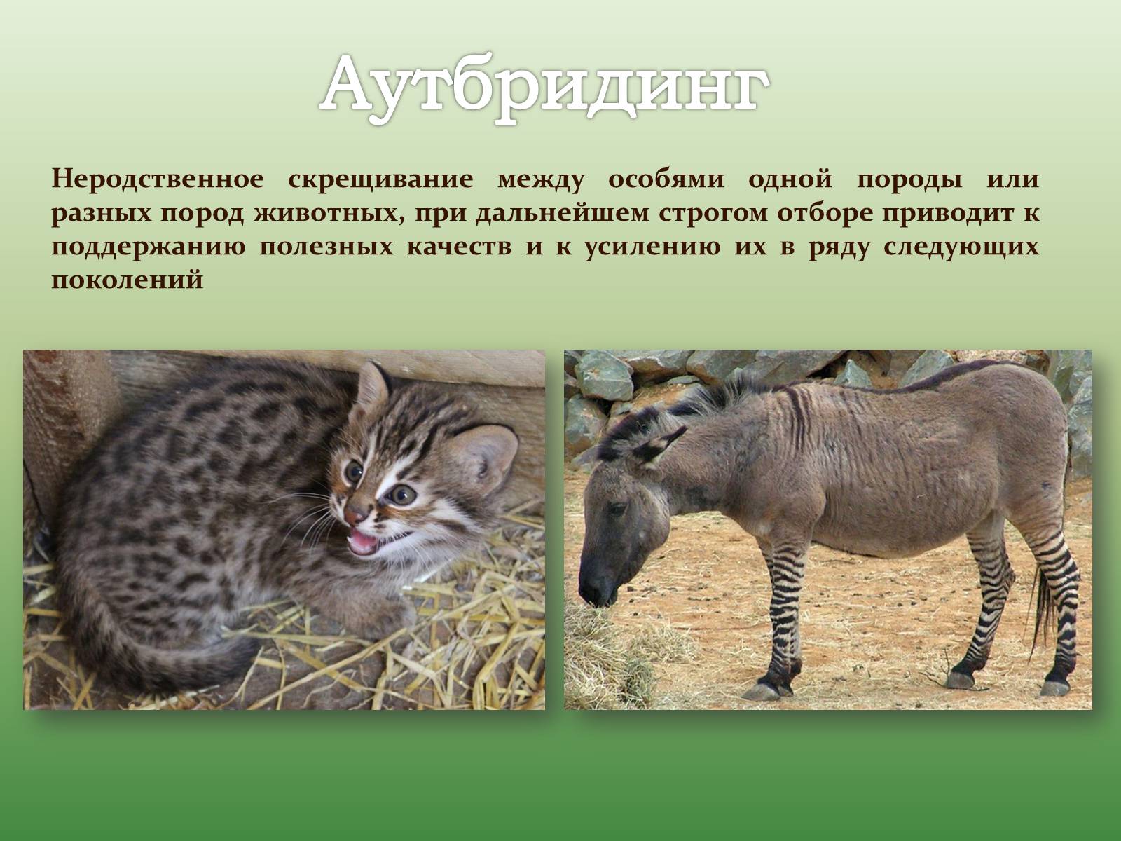Презентація на тему «Селекция животных» (варіант 1) - Слайд #13