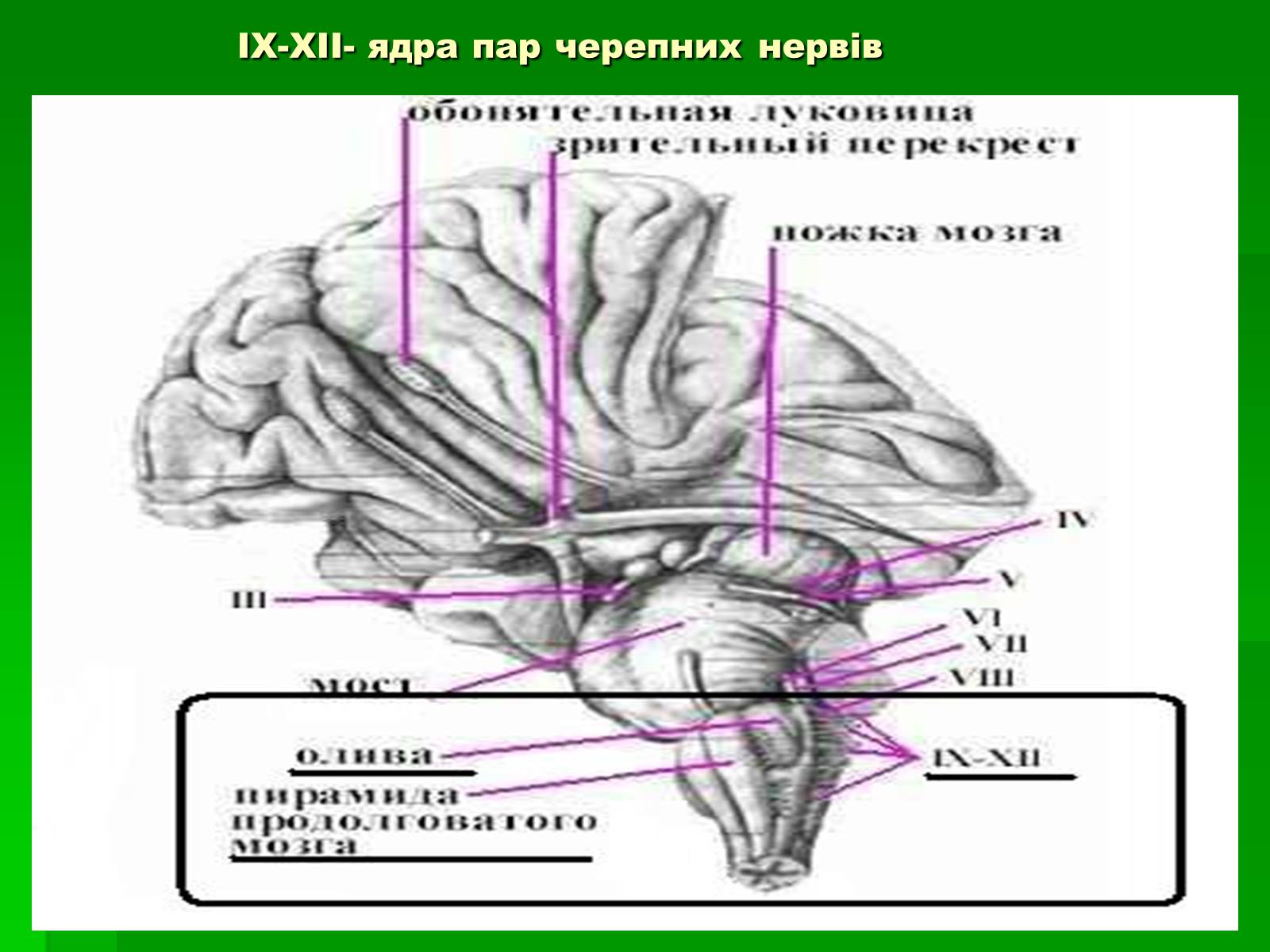 Презентація на тему «Довгастий мозок» - Слайд #4