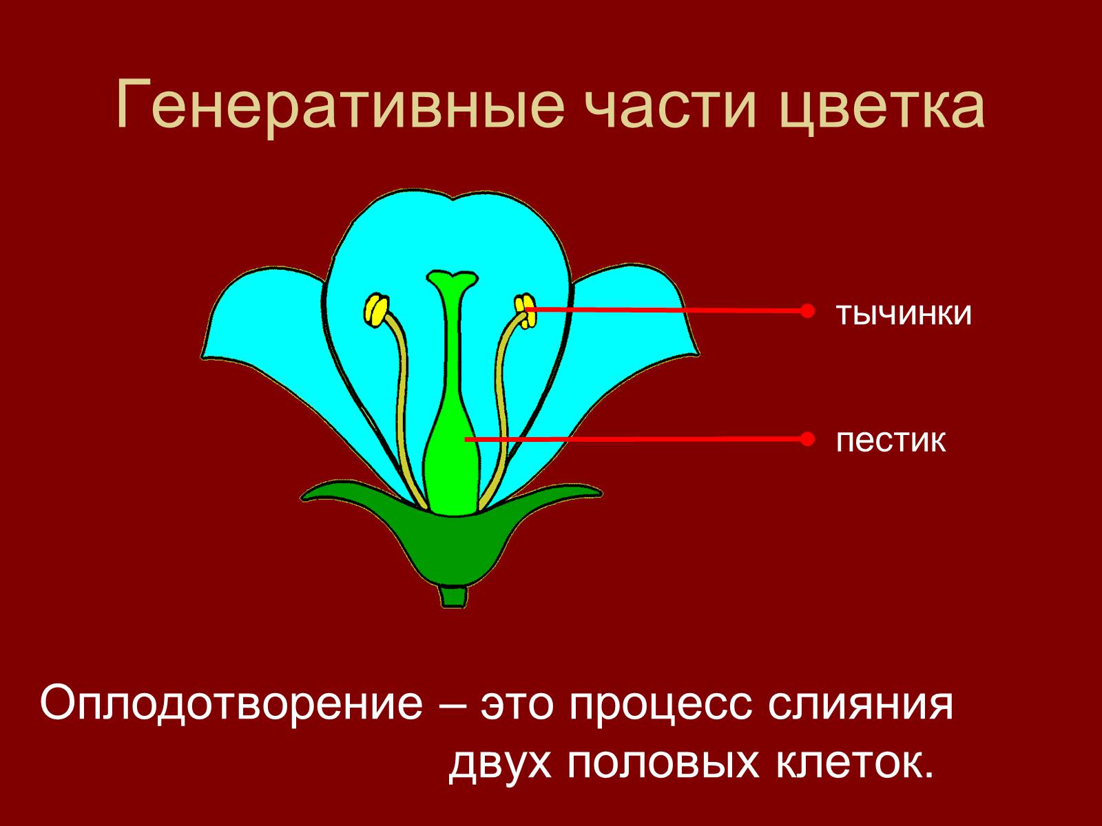 Генеративные части цветка