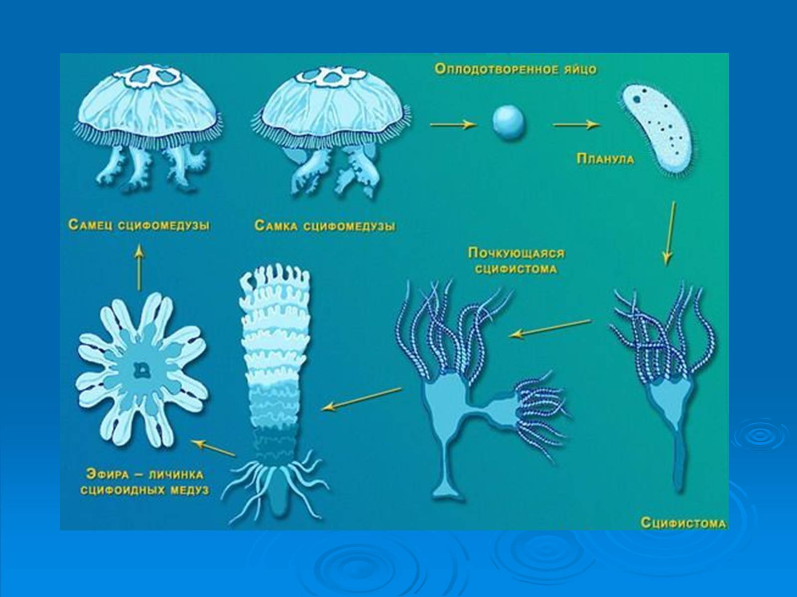 Цикл развития сцифоидной медузы
