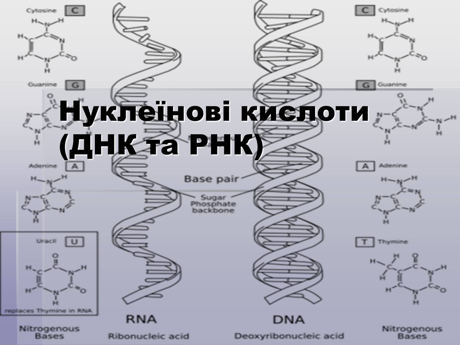 Презентація на тему «ДНК» (варіант 1) - Слайд #1