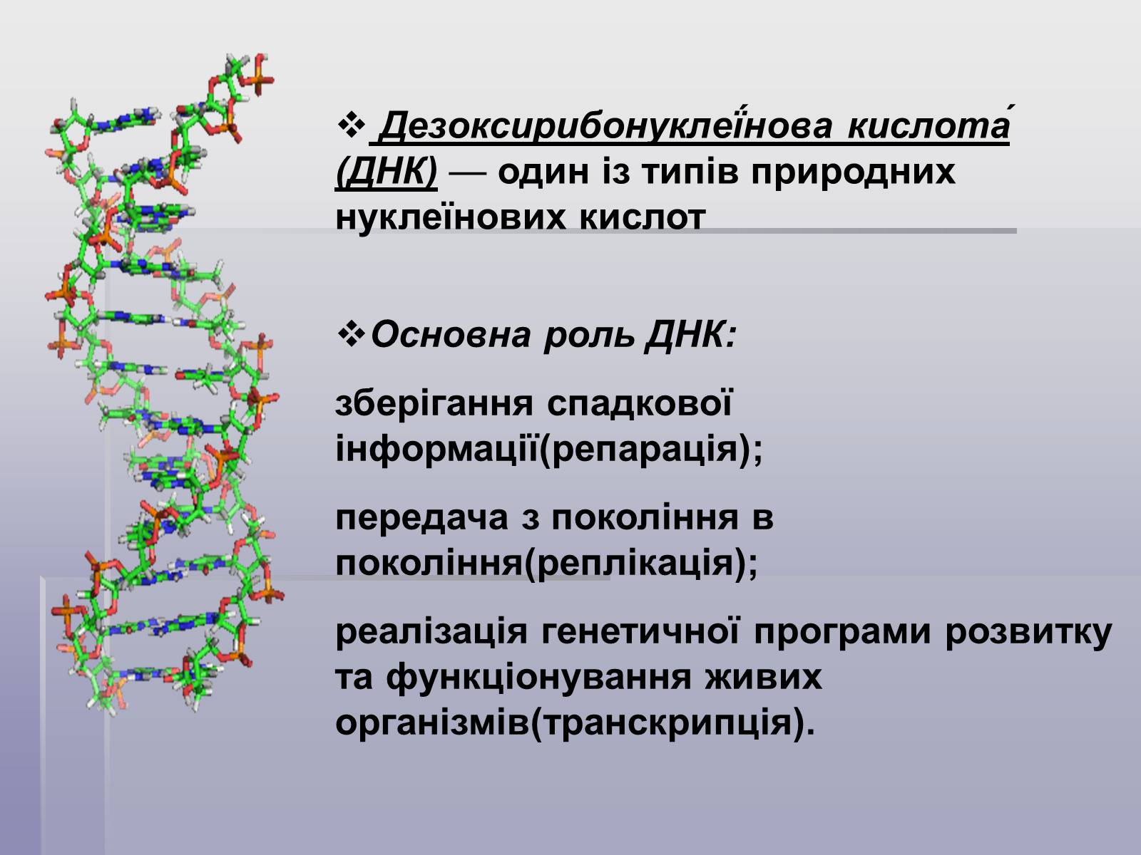 Роль днк и рнк. Презентация на тему ДНК. Нуклеїнові кислоти. Проект на тему ДНК. Дезоксирибонуклеїнова кислота.
