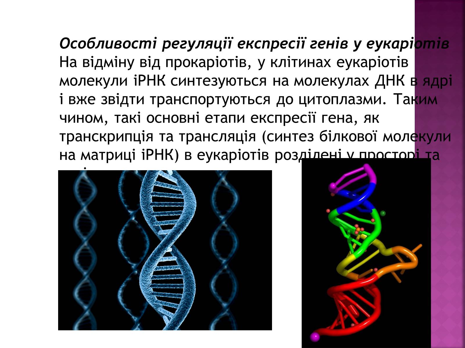 Презентація на тему «Основні закономірності функціонування генів у про – та еукаріотів» (варіант 2) - Слайд #14