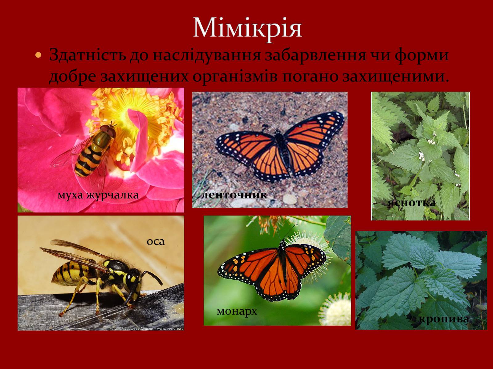 Презентація на тему «Типи адаптацій організмів до середовища життя» - Слайд #10