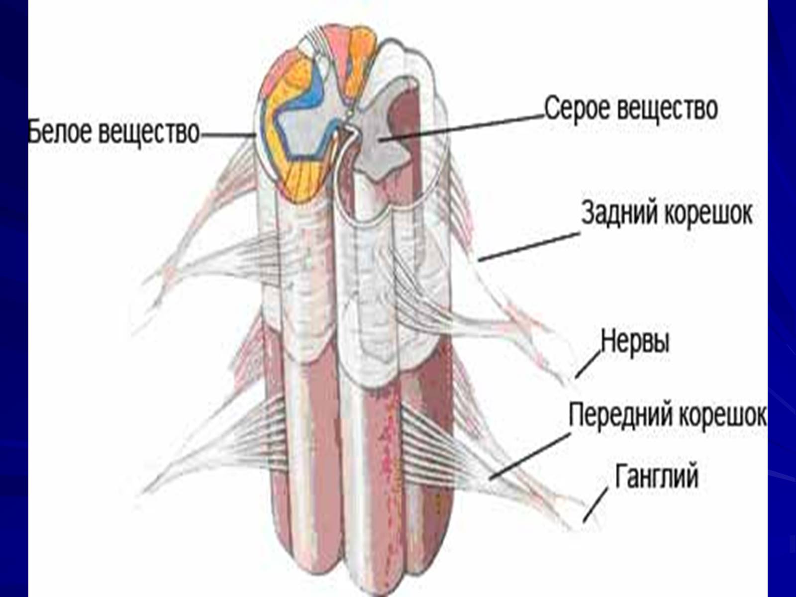 Нервная система спинной мозг анатомия