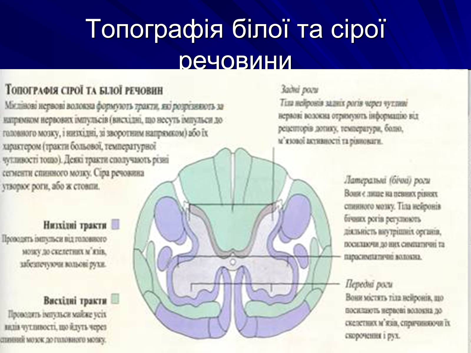 Презентація на тему «Спинний мозок» (варіант 1) - Слайд #12