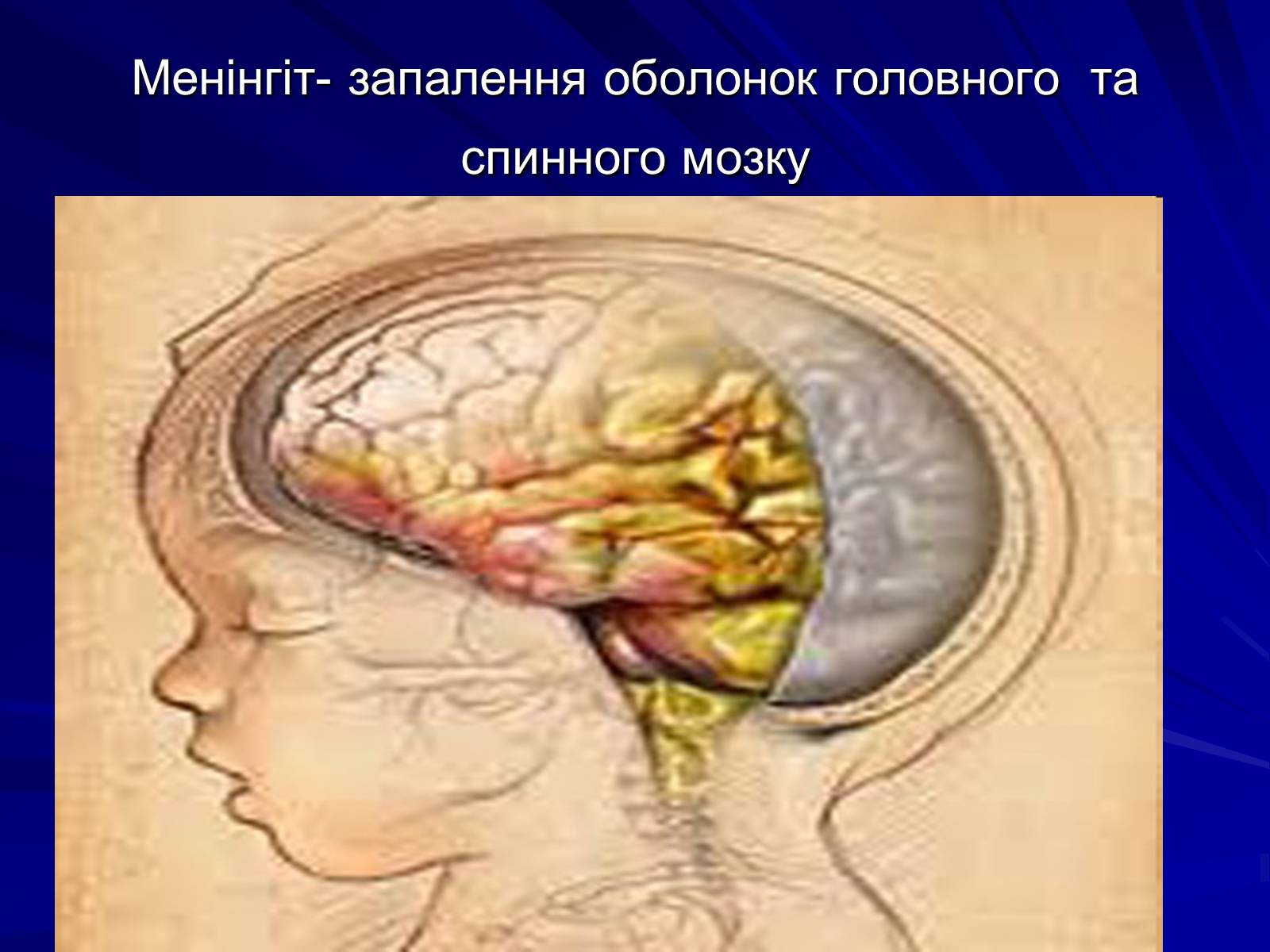 Презентація на тему «Спинний мозок» (варіант 1) - Слайд #21