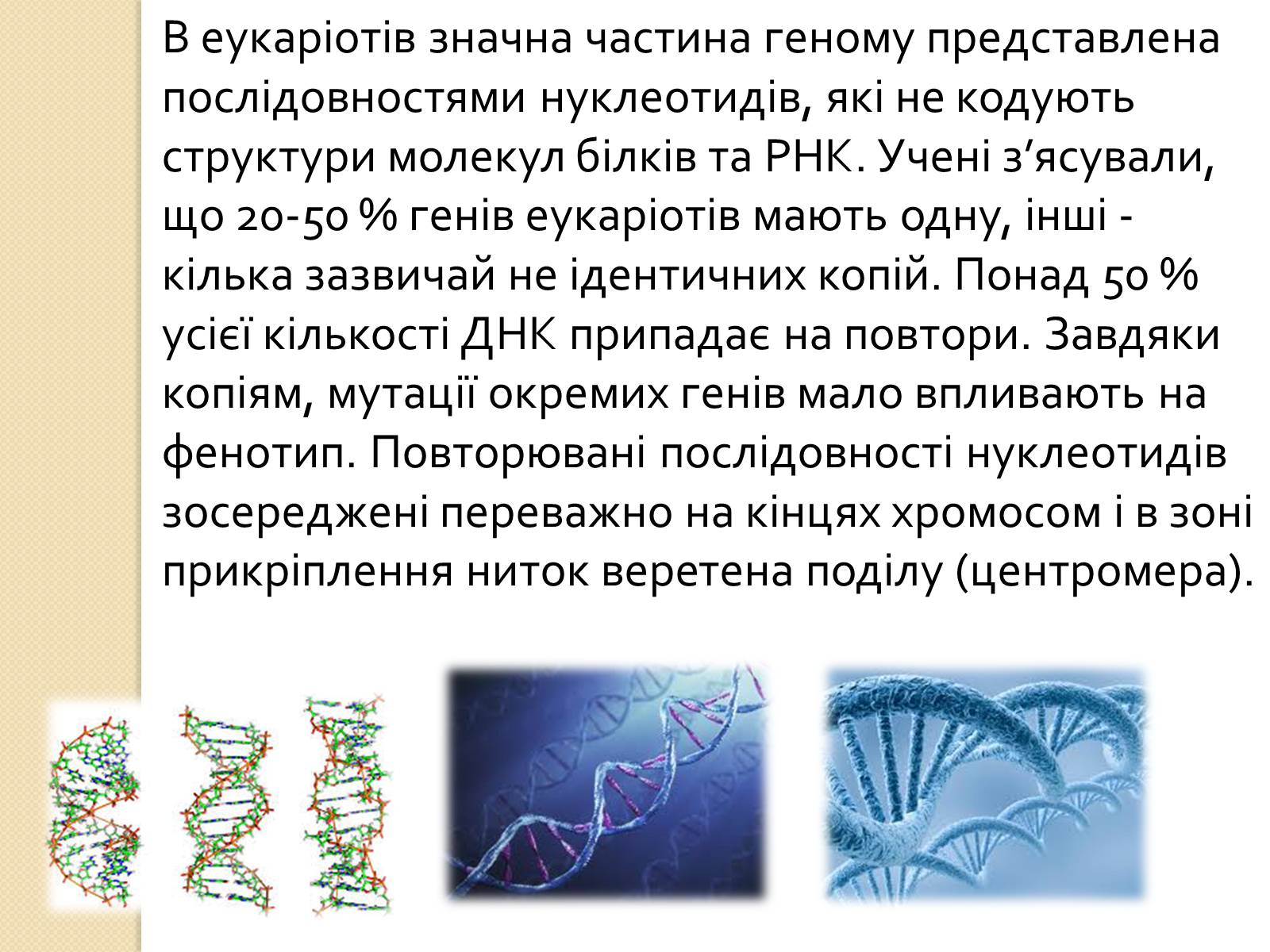 Презентація на тему «Основні закономірності функціонування генів у про – та еукаріотів» (варіант 3) - Слайд #13