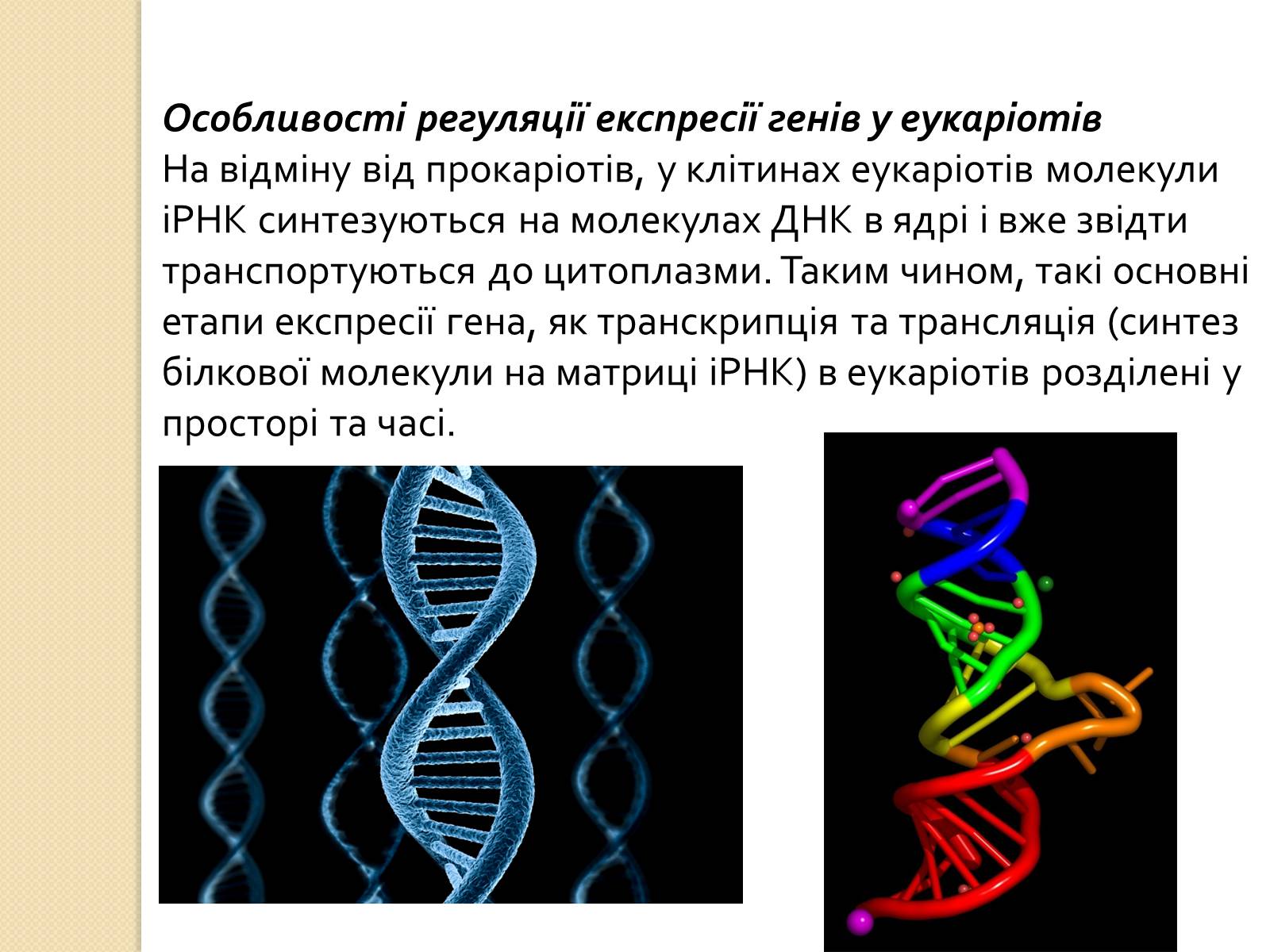 Презентація на тему «Основні закономірності функціонування генів у про – та еукаріотів» (варіант 3) - Слайд #14