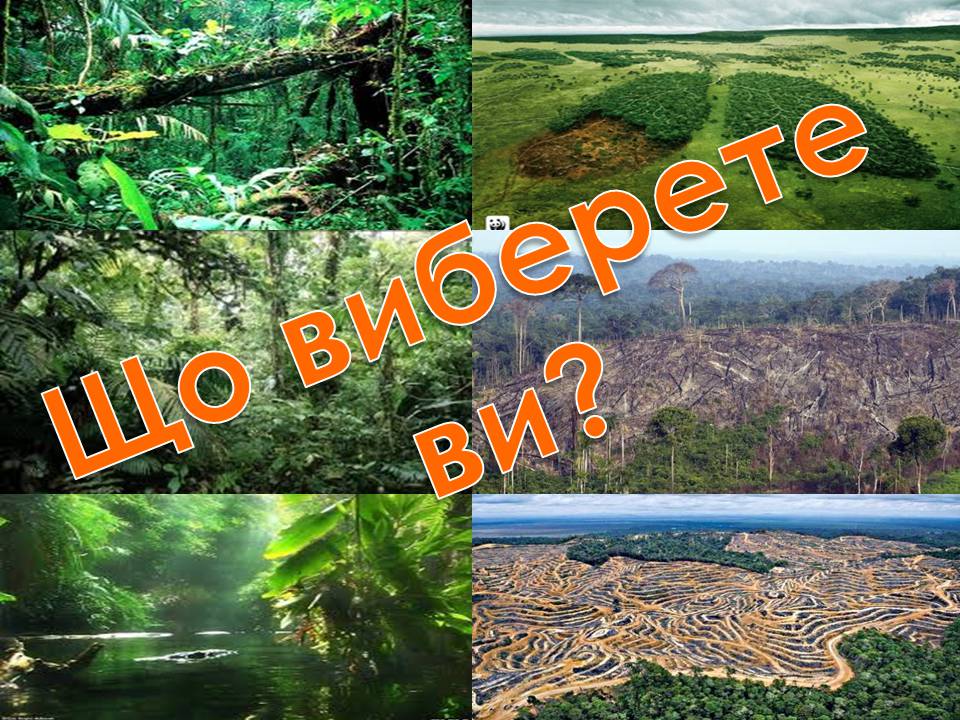 Презентація на тему «Стан тропічних лісів» - Слайд #16