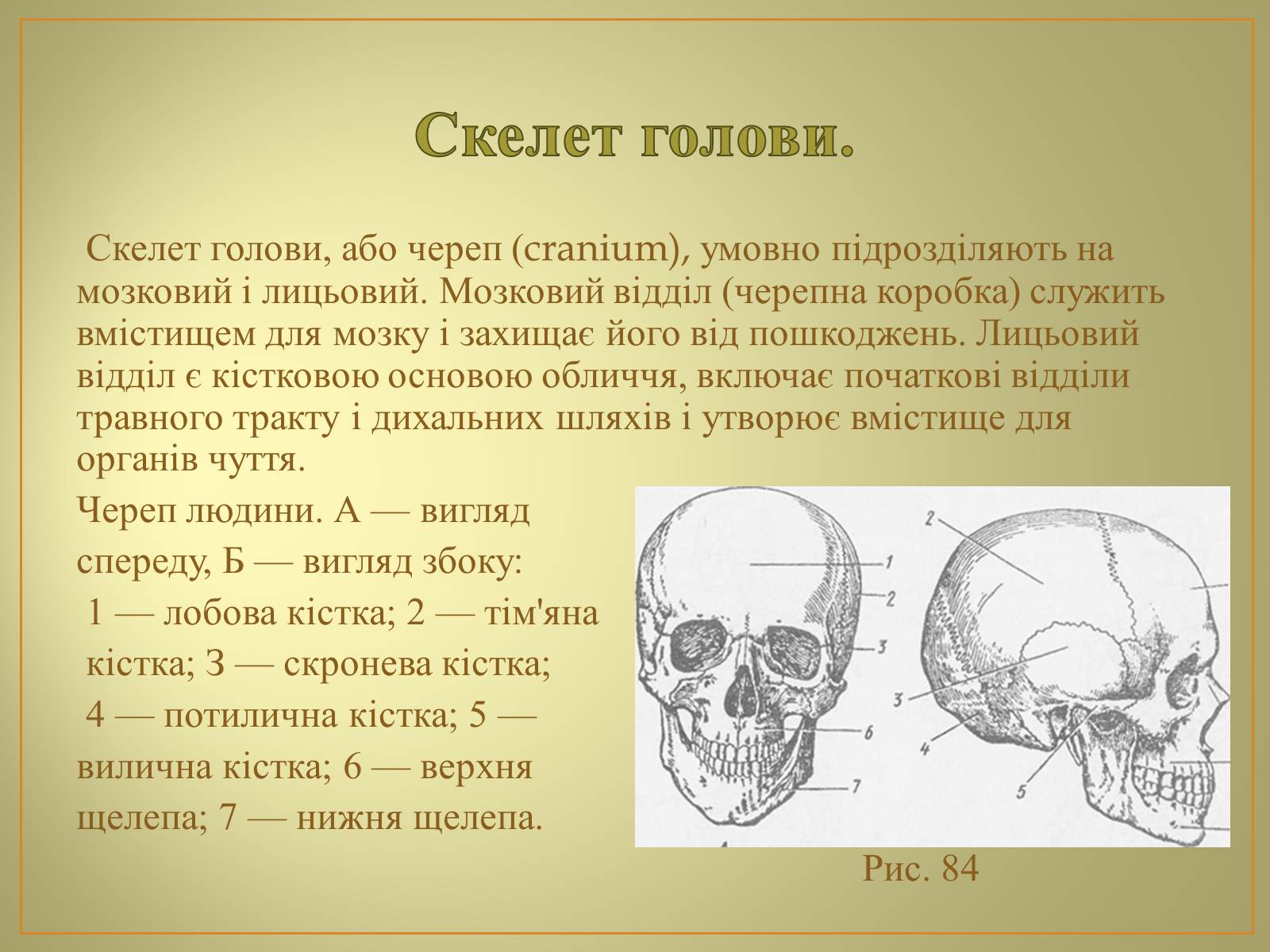 Презентація на тему «Будова та функції скелету людини» - Слайд #10