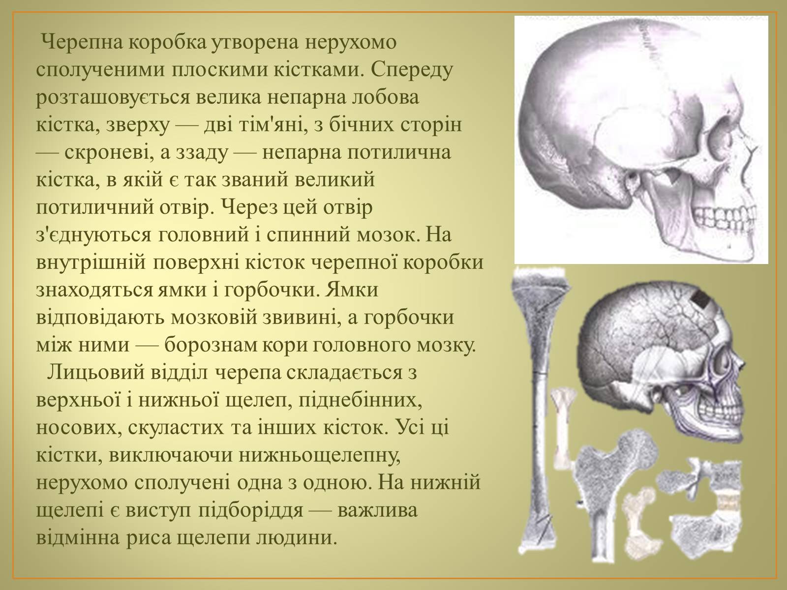 Презентація на тему «Будова та функції скелету людини» - Слайд #11