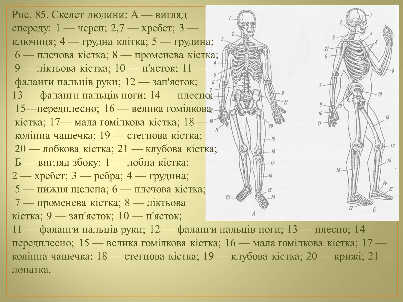 Презентація на тему «Будова та функції скелету людини» - Слайд #13