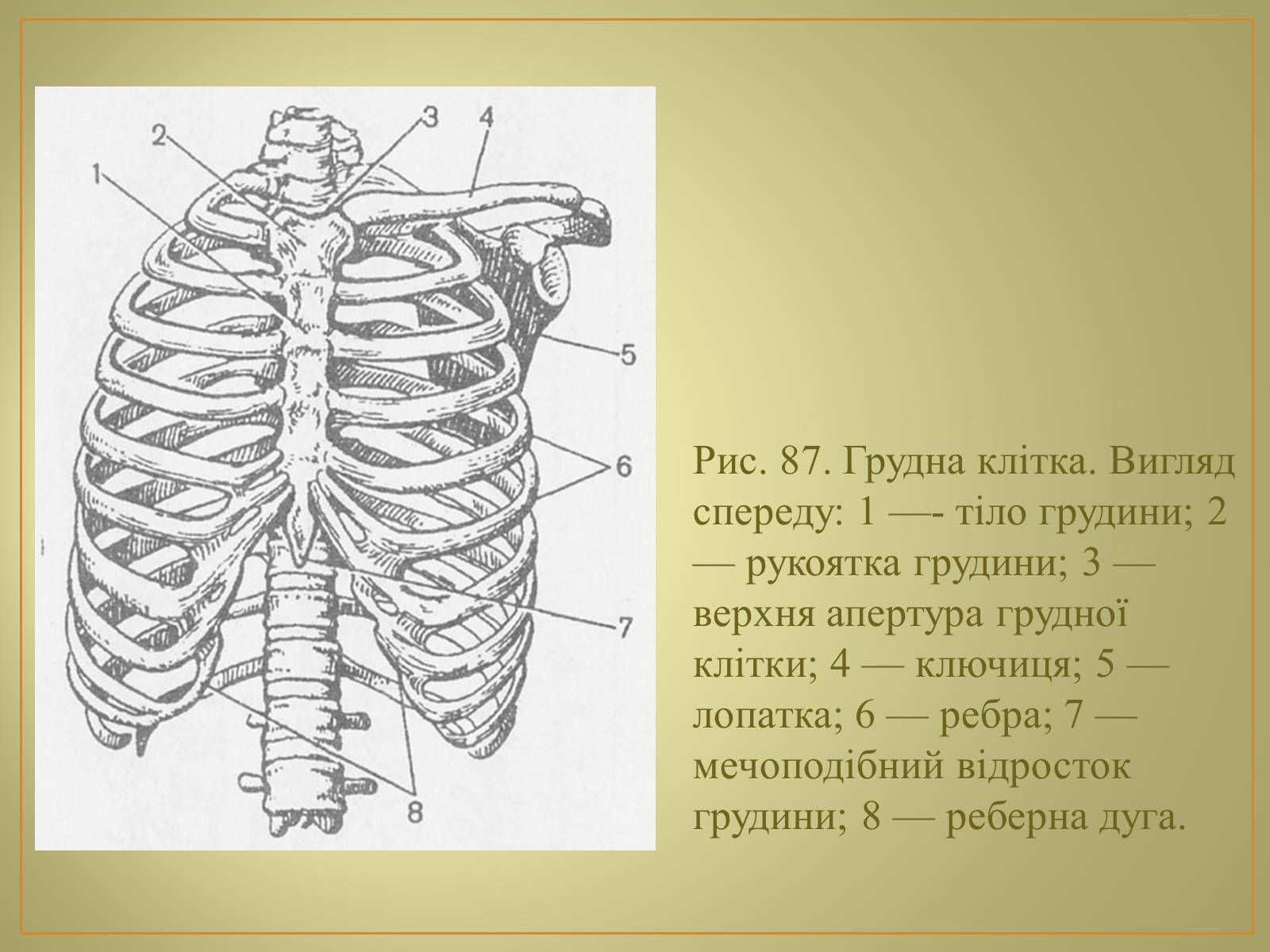 Презентація на тему «Будова та функції скелету людини» - Слайд #17