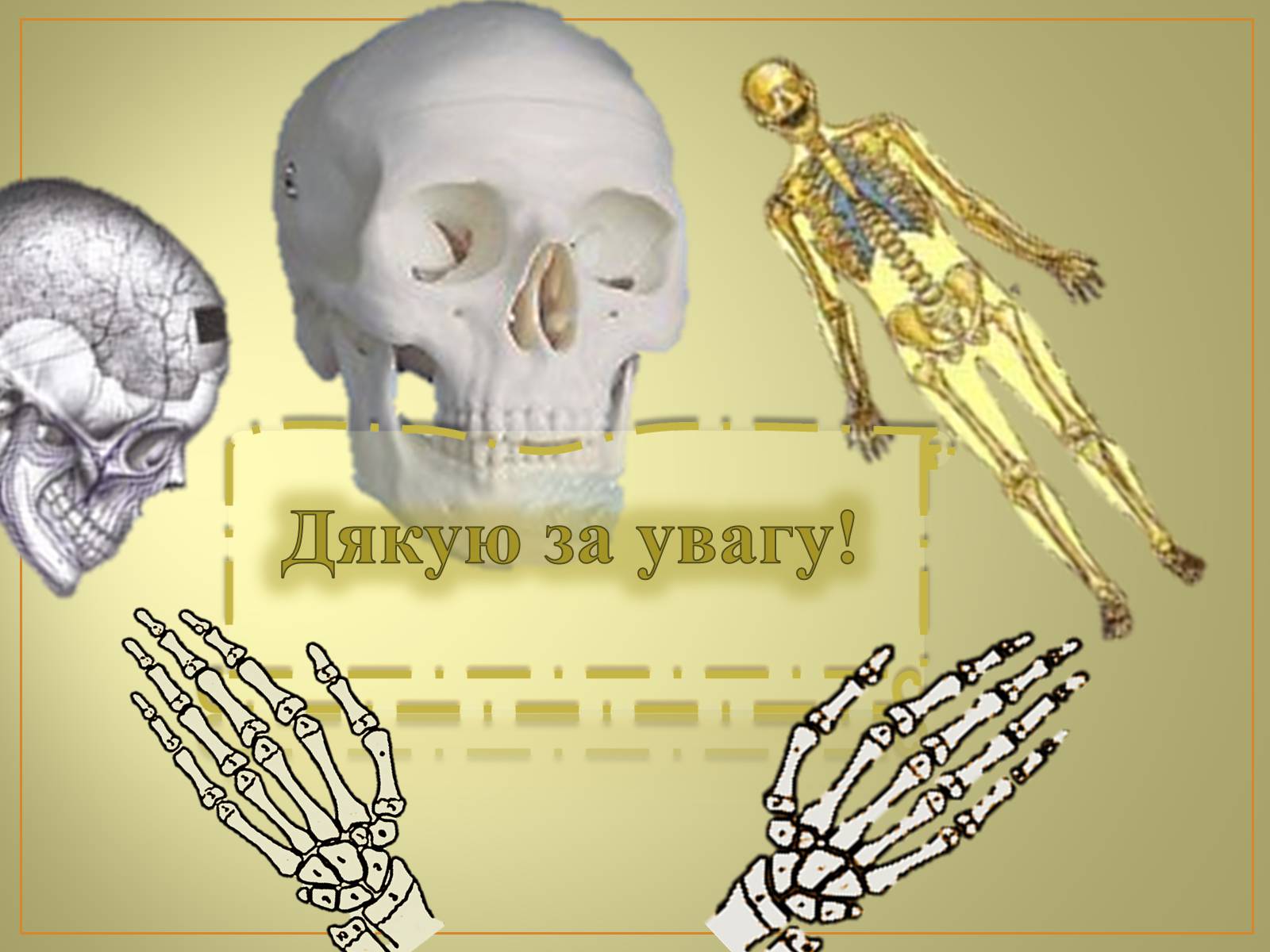 Презентація на тему «Будова та функції скелету людини» - Слайд #20