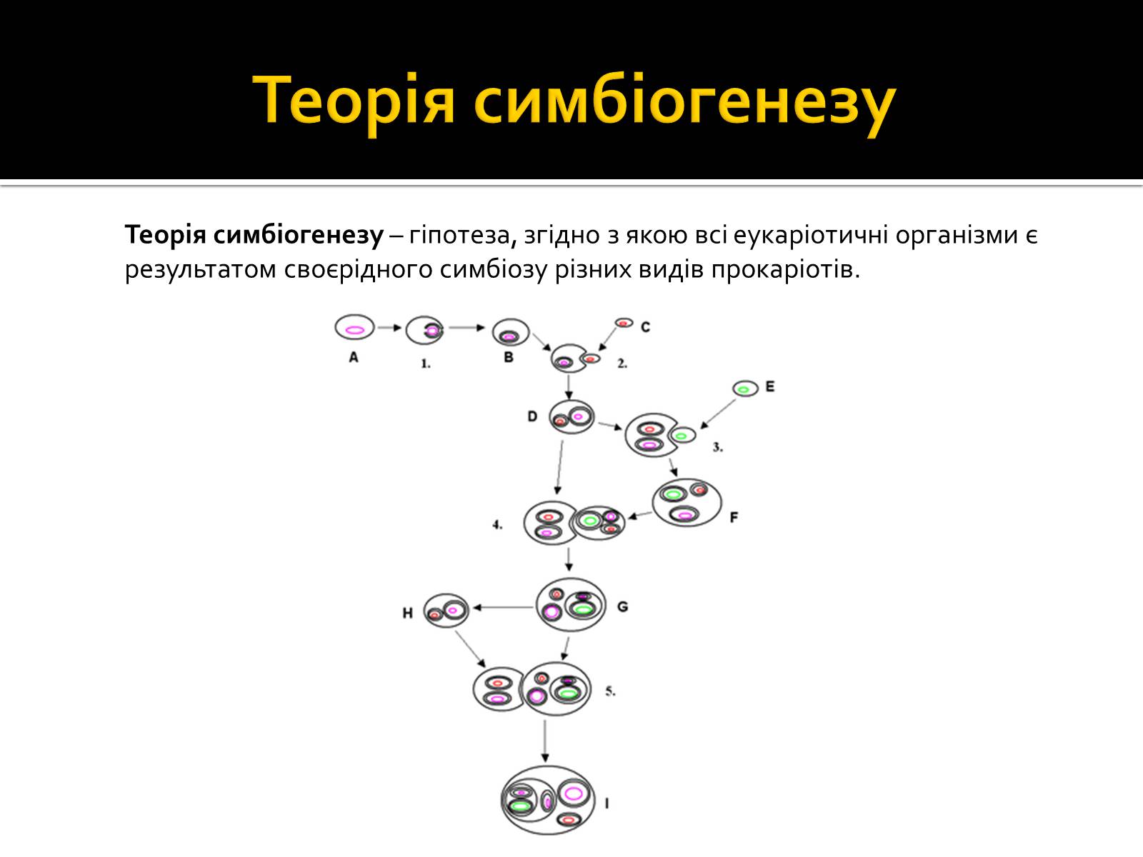 Презентація на тему «Теорія симбіогенезу і виникнення еукаріотів» - Слайд #2
