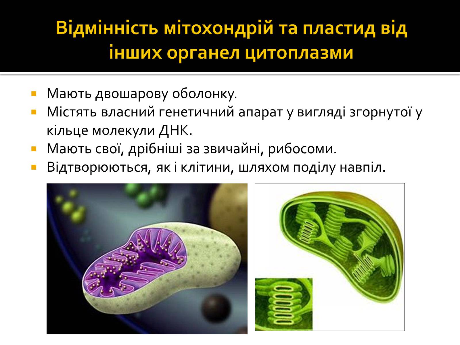 Презентація на тему «Теорія симбіогенезу і виникнення еукаріотів» - Слайд #3