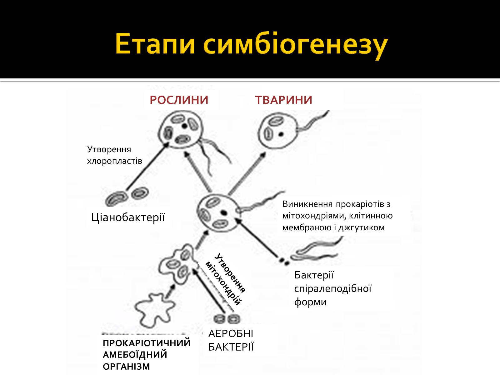 Презентація на тему «Теорія симбіогенезу і виникнення еукаріотів» - Слайд #4