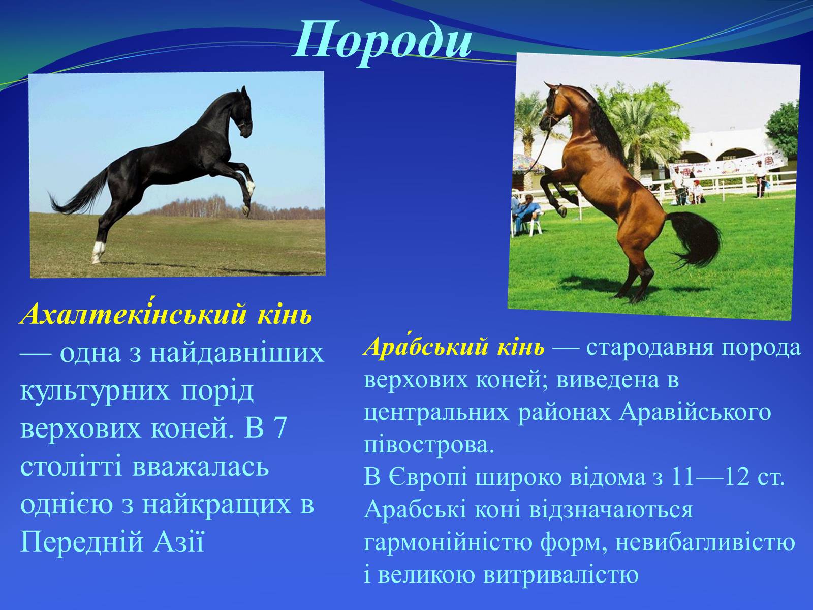 Презентація на тему «Селекция коней» - Слайд #12