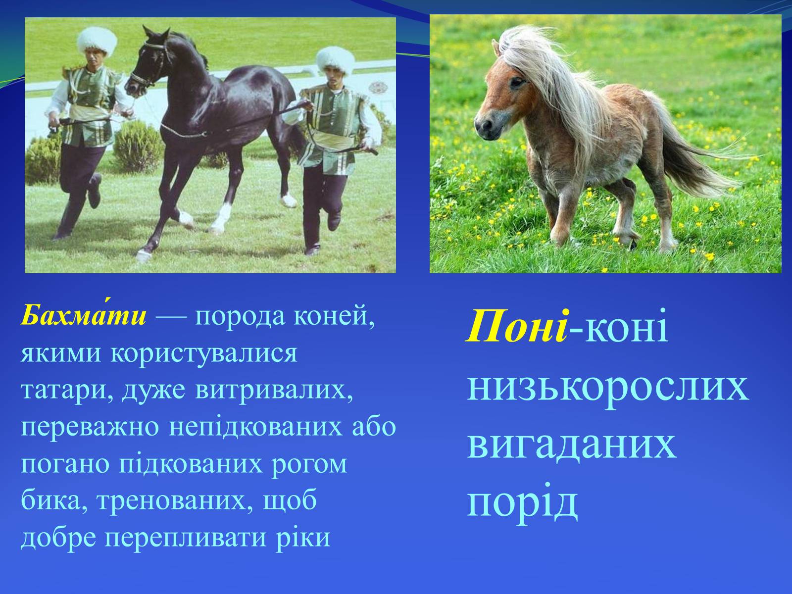 Презентація на тему «Селекция коней» - Слайд #13