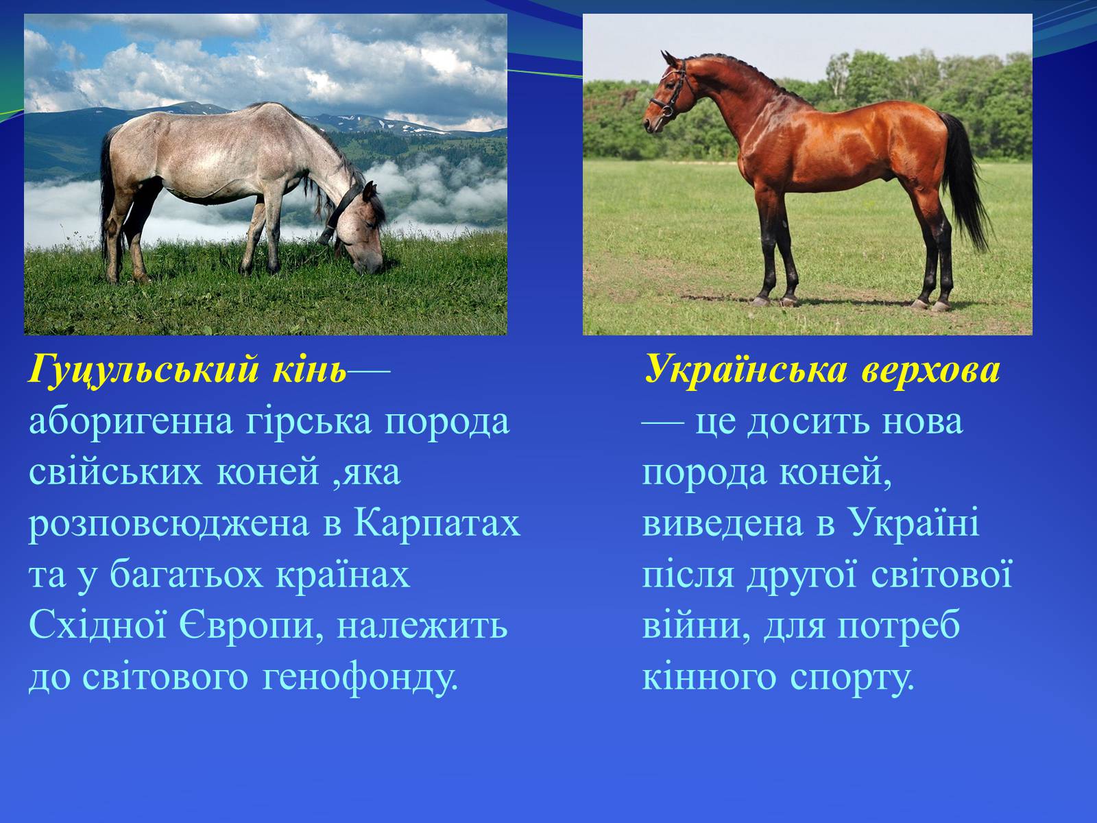 Презентація на тему «Селекция коней» - Слайд #14