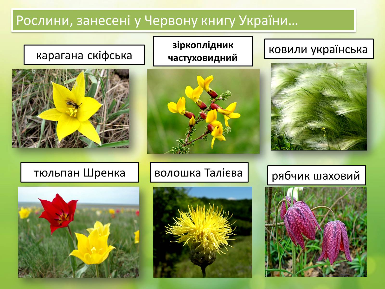 Рослини Червоної книги України
