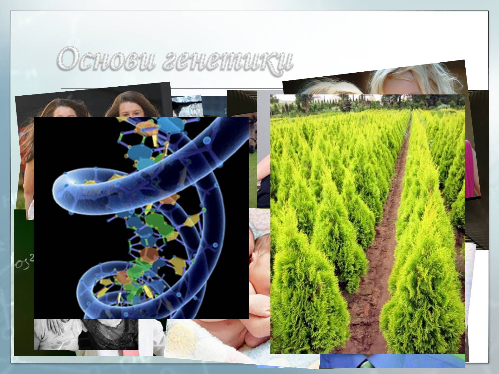 Презентація на тему «Генетика» (варіант 1) - Слайд #8