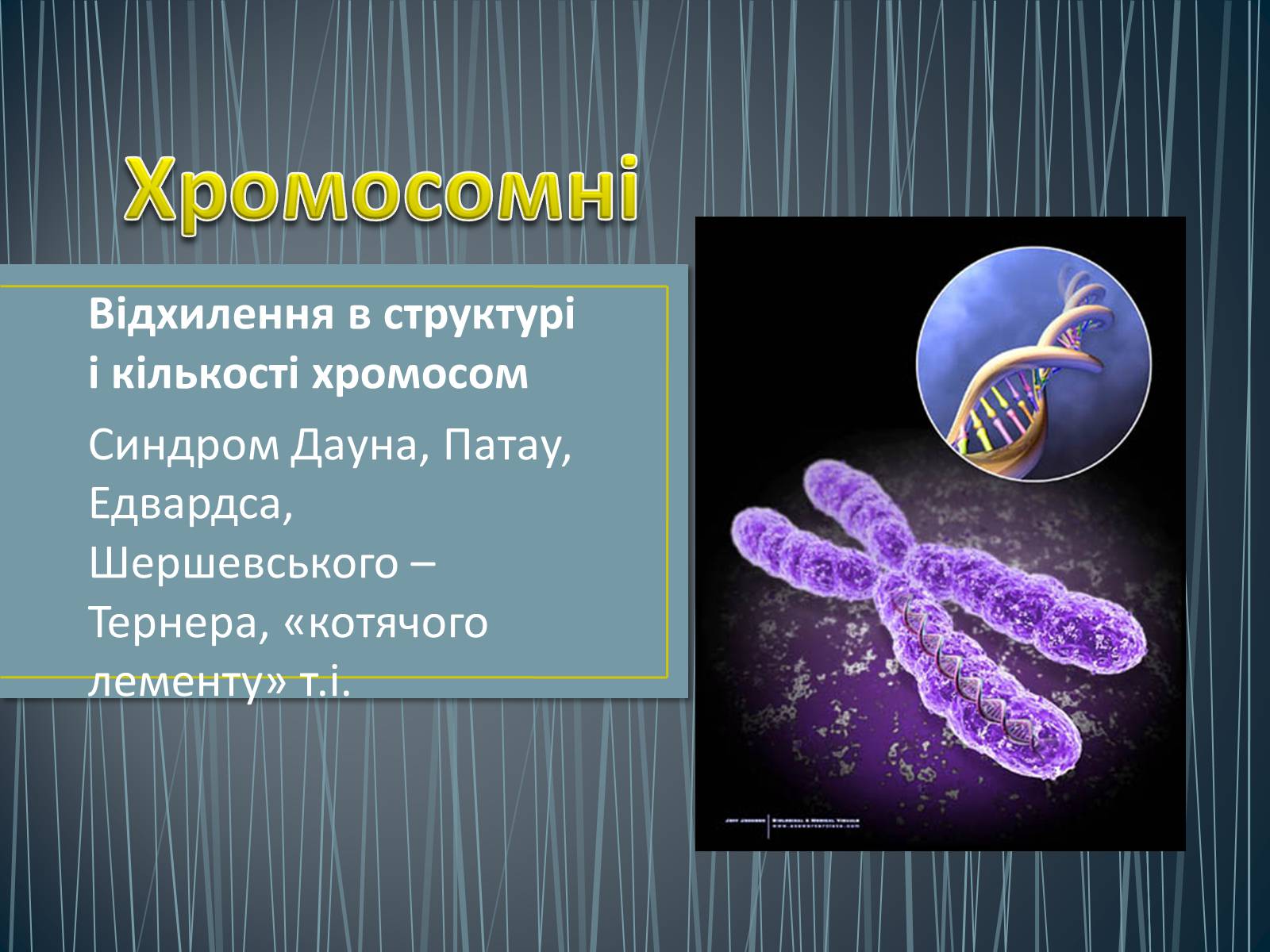 Презентація на тему «Типи генетичних хвороб людини» (варіант 1) - Слайд #12