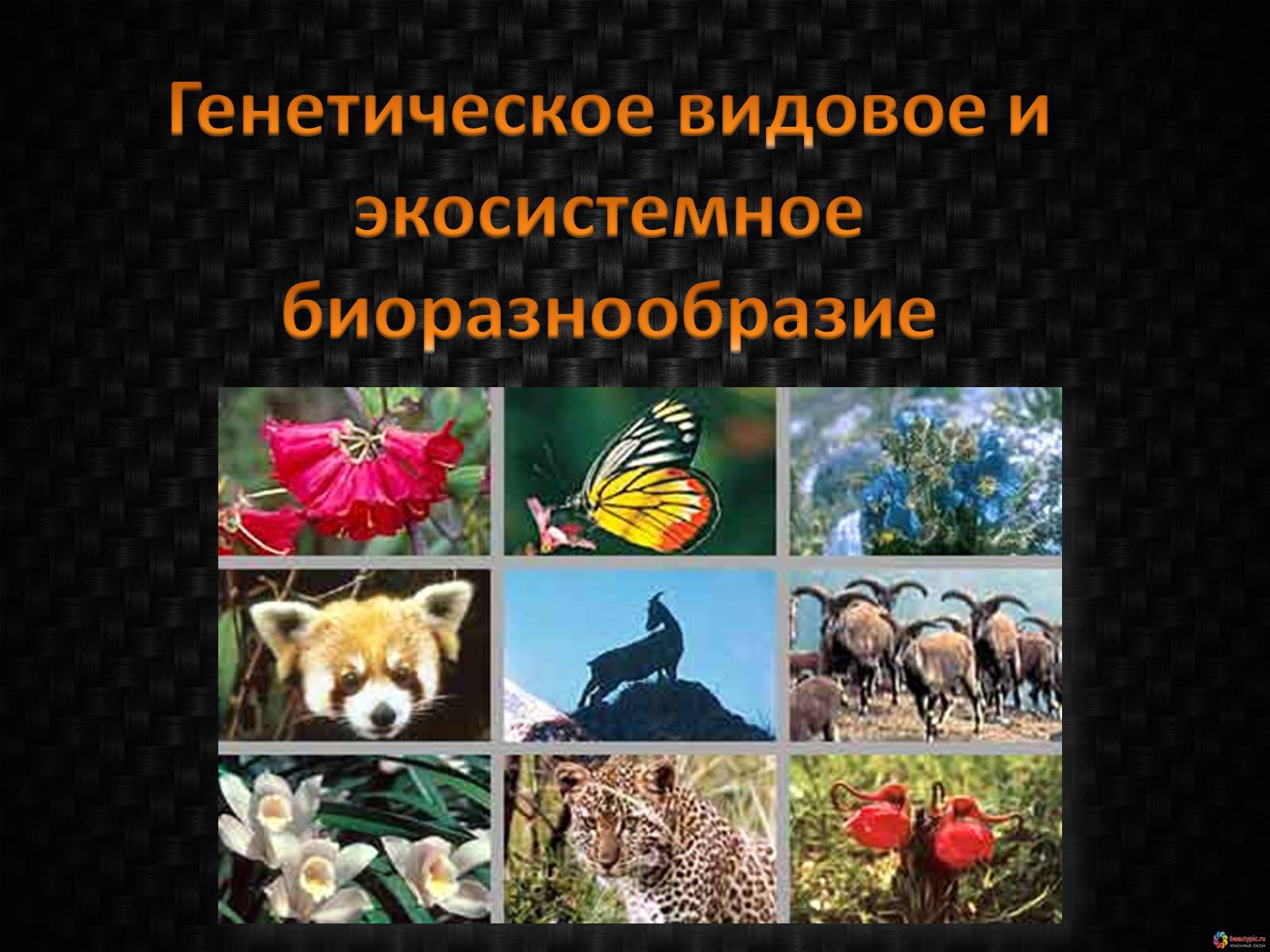 Презентація на тему «Генетическое видовое и экосистемное биоразнообразие» - Слайд #1