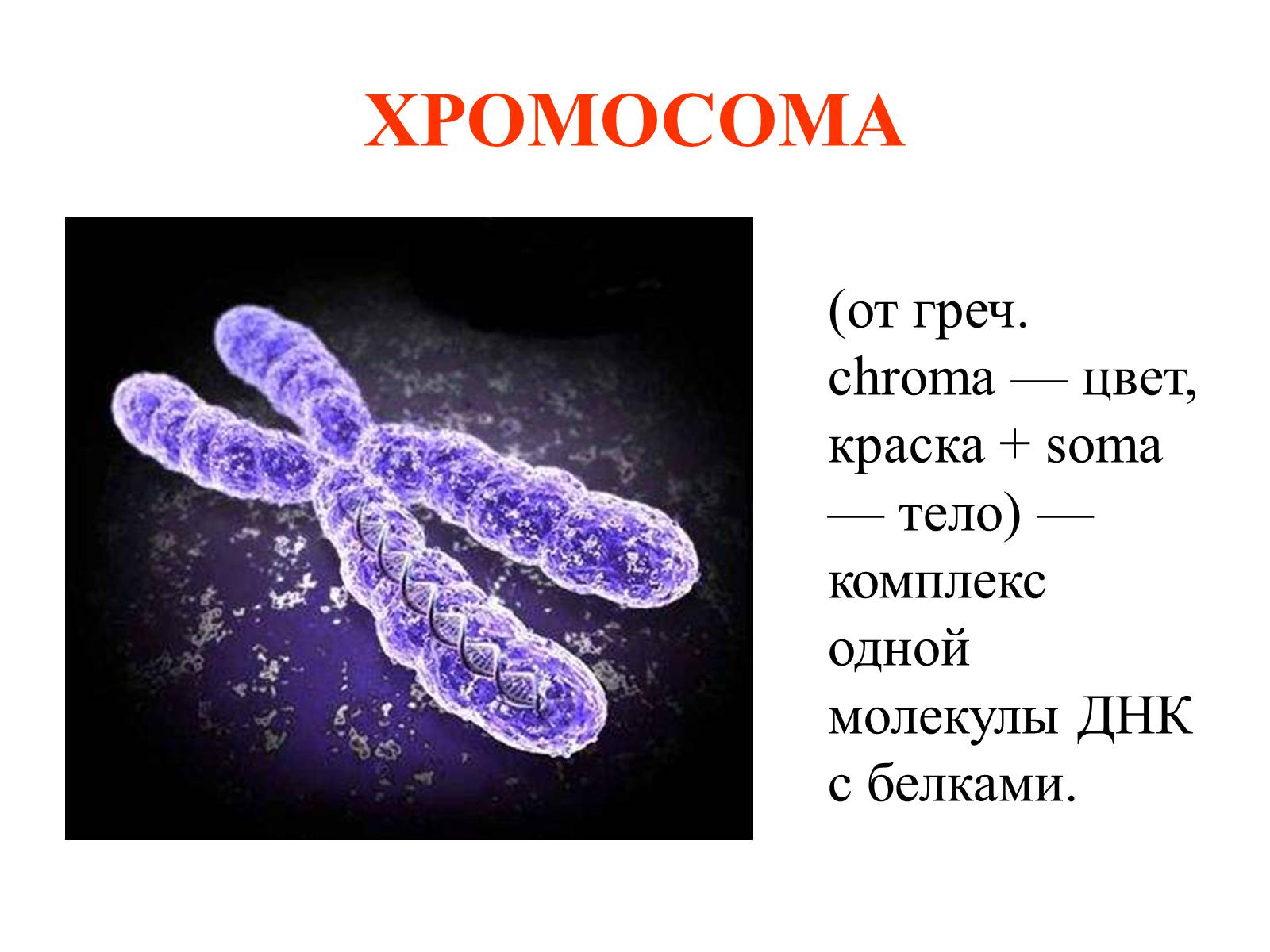 Хромосома состоит из