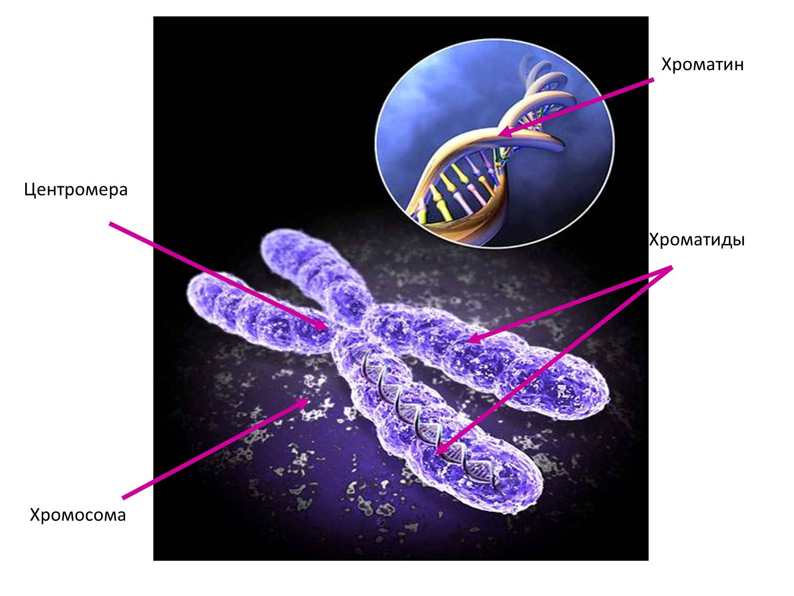 Презентація на тему «Хромосомы» - Слайд #4