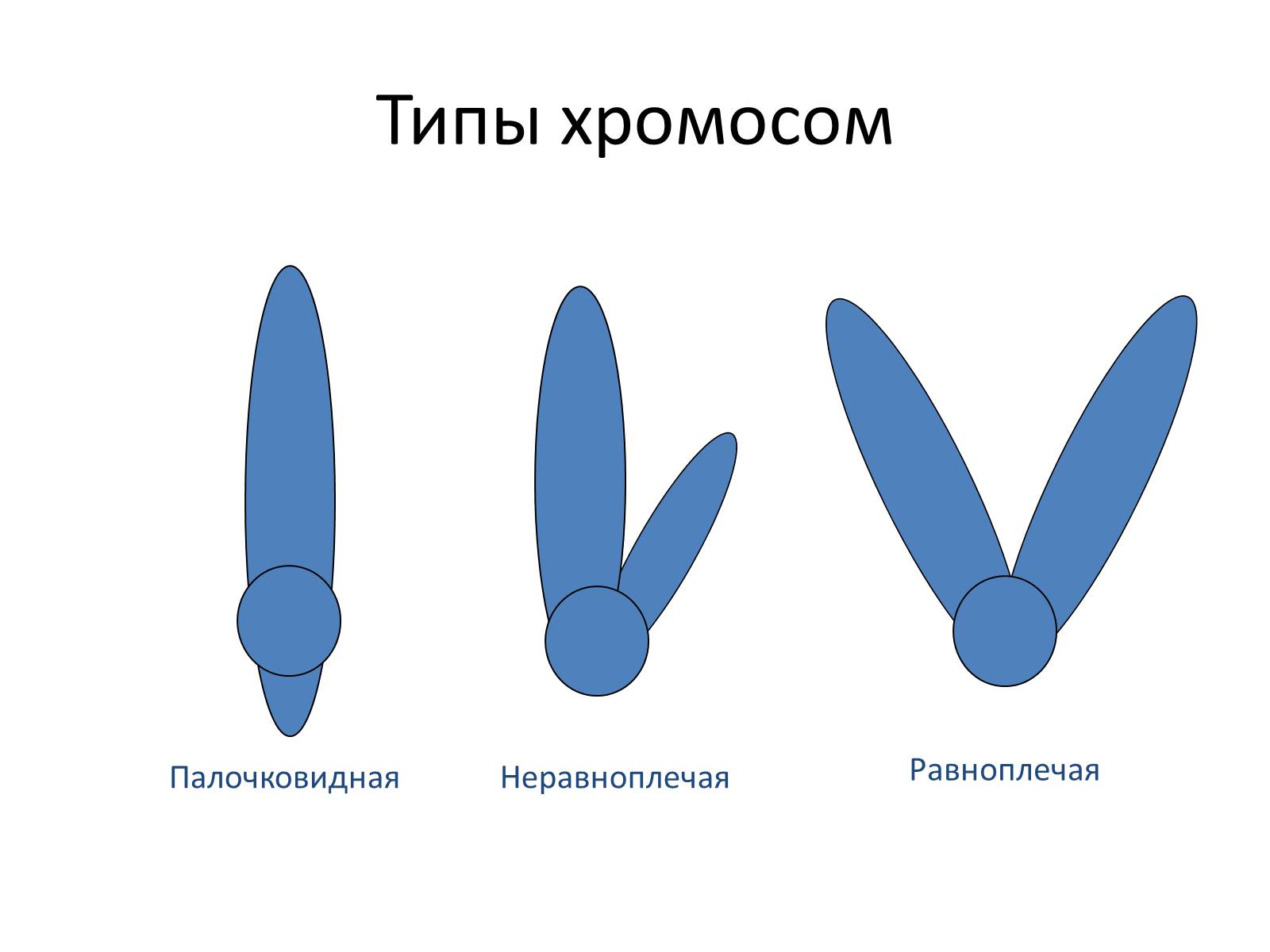 Презентація на тему «Хромосомы» - Слайд #5
